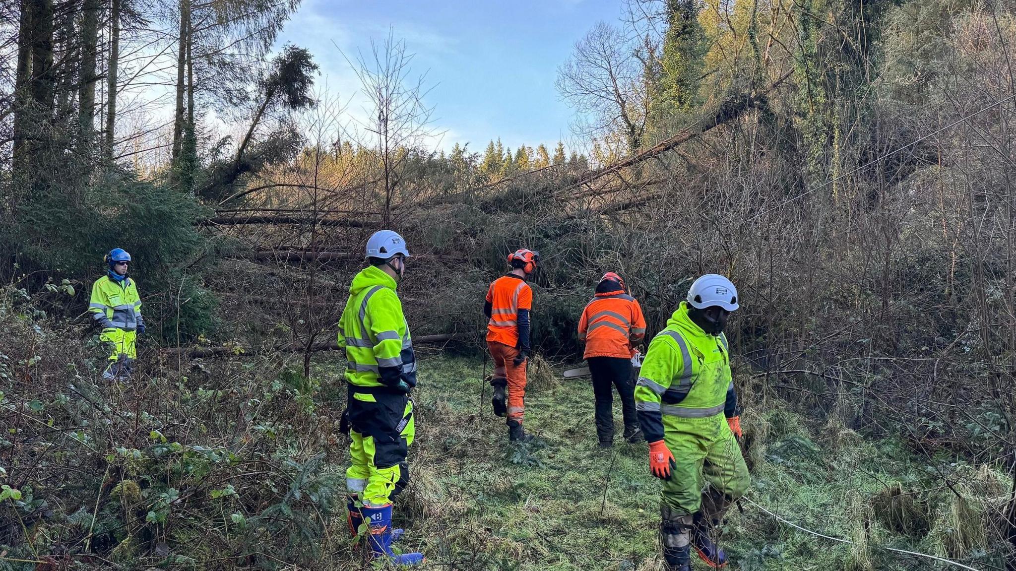 Workers in high visibility outfits walking through a forestry area.