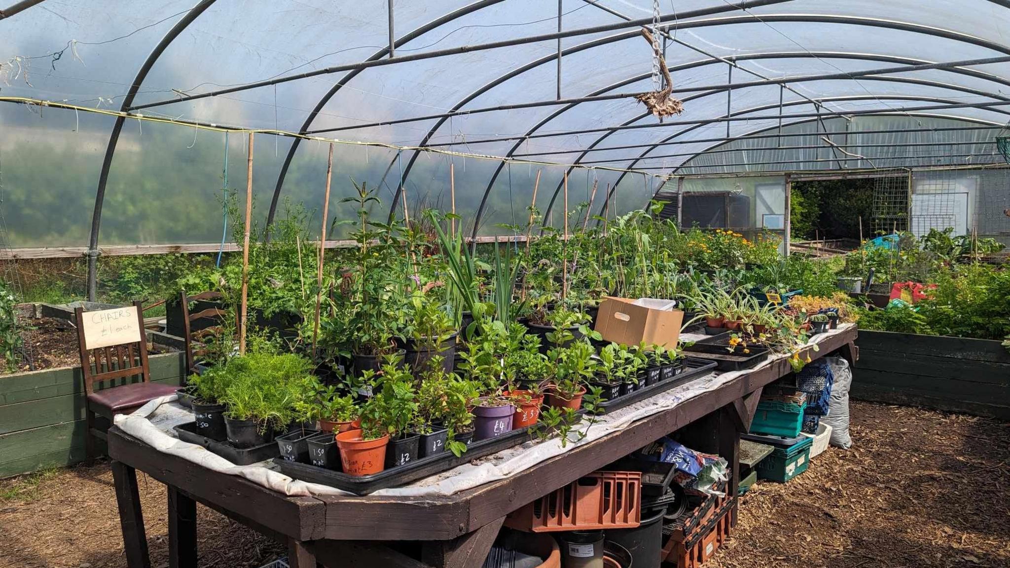 Plants on a large table at a community garden, under a clear canopy