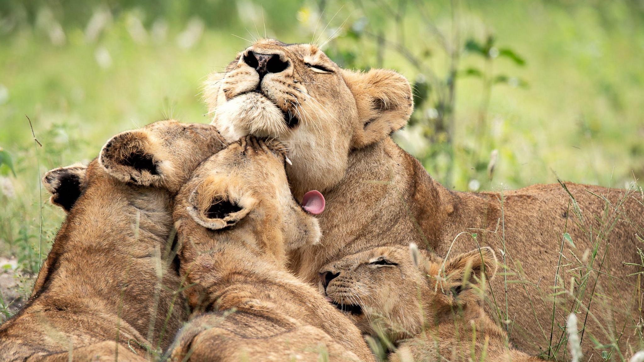 A group of lion cubs snuggling with their parent