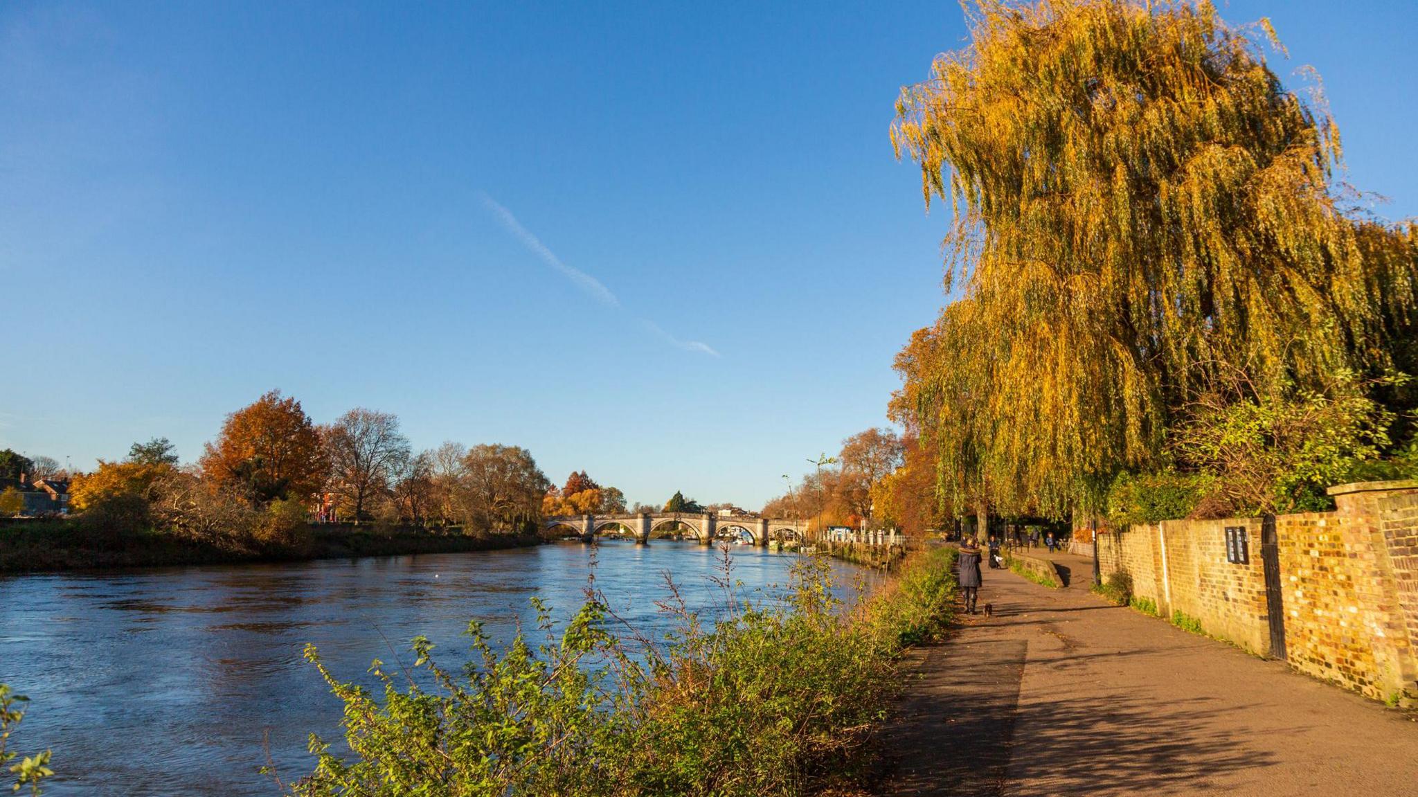 Richmond on Thames. Autumn, South West London. Thames river and trees. Yellow and orange leaves. 