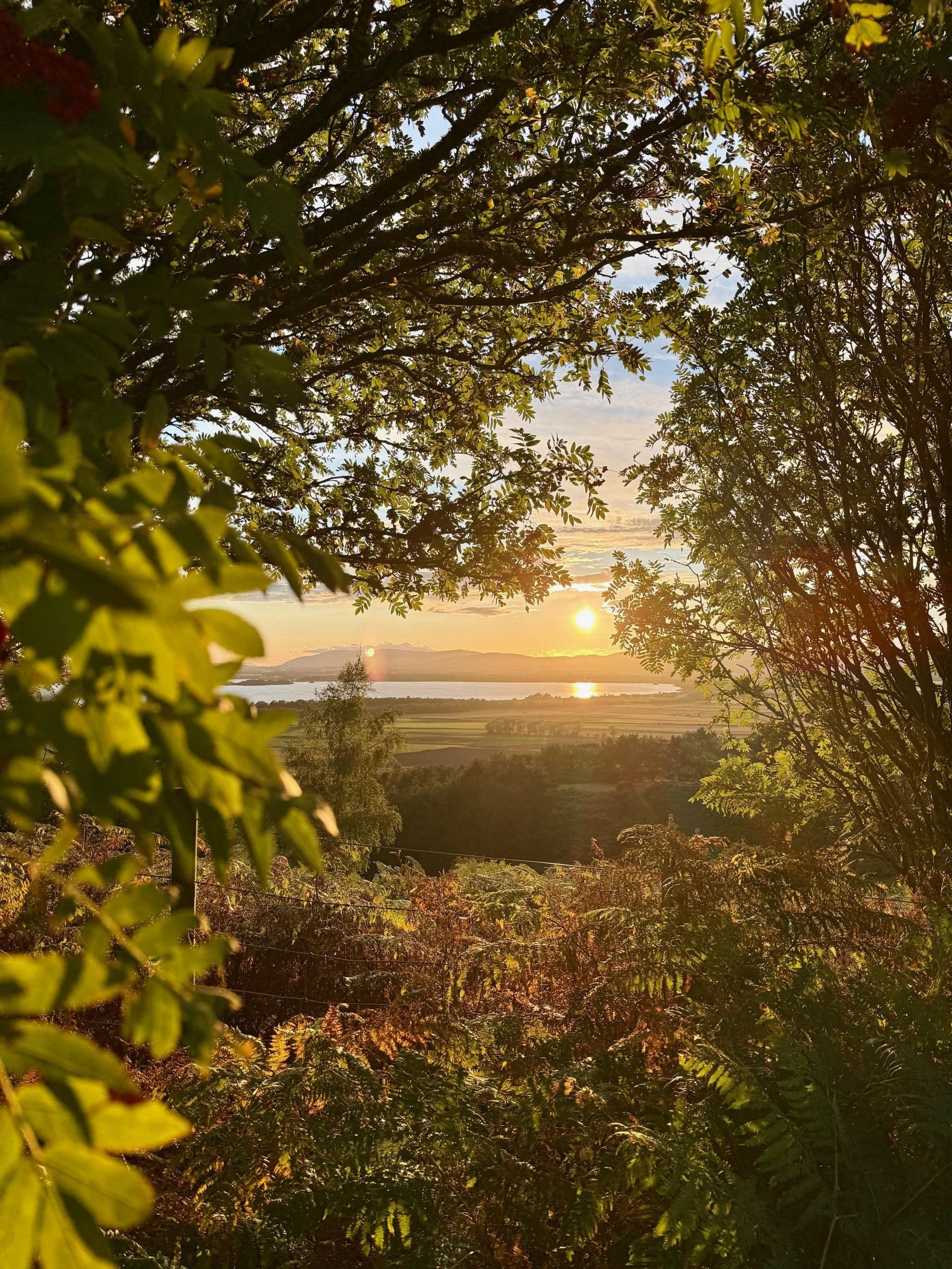 A golden sunrise or sunset visible through a gap in some green shrubbery.