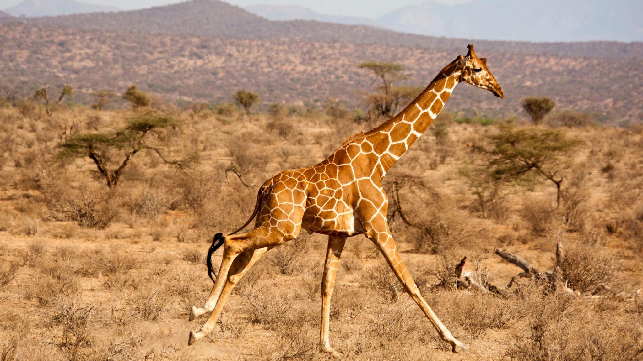 Reticulated Giraffe, Giraffa camelopardalis reticulata, Samburu GR, Kenya, running across savanna