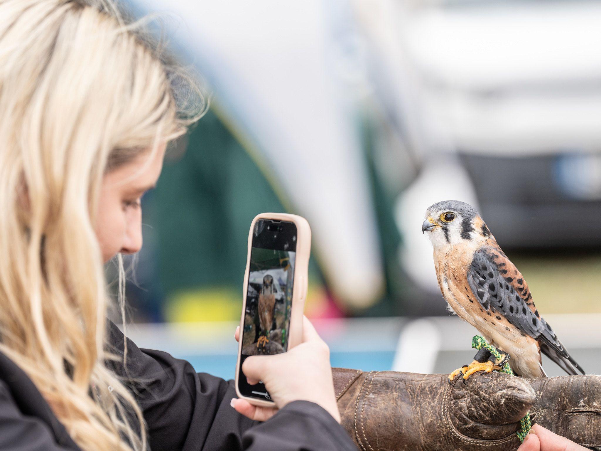 A bird of prey sits on a blonde woman's gloved hand. She is using her phone to take a picture of it. 