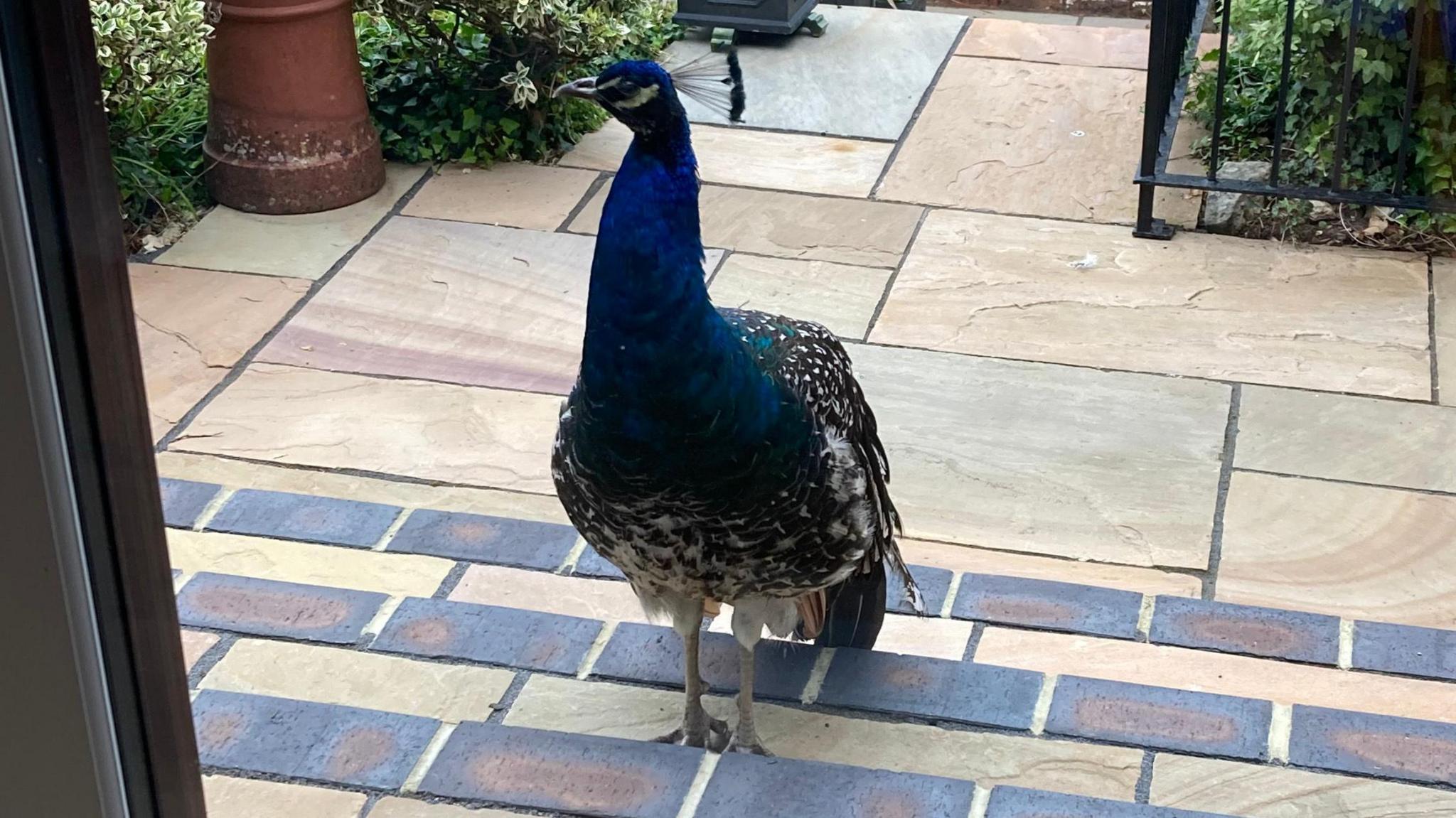 A peacock wanders up a set of shallow steps towards a set of French doors.