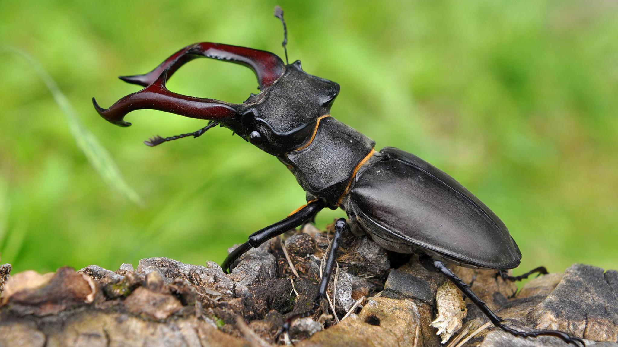 Stag beetle on tree branch