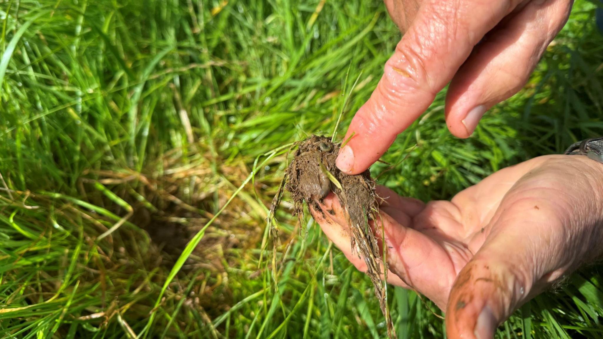 a clump of soil containing at least one worm, in between a person's forefingers