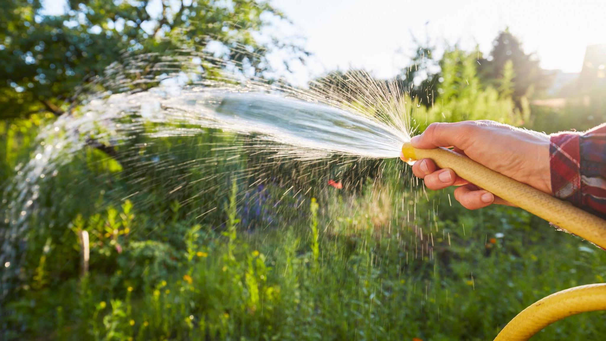 A closeup image of a man's hand holding a yellow hosepipe. The hosepipe is spraying water on to an area of wild green plants.