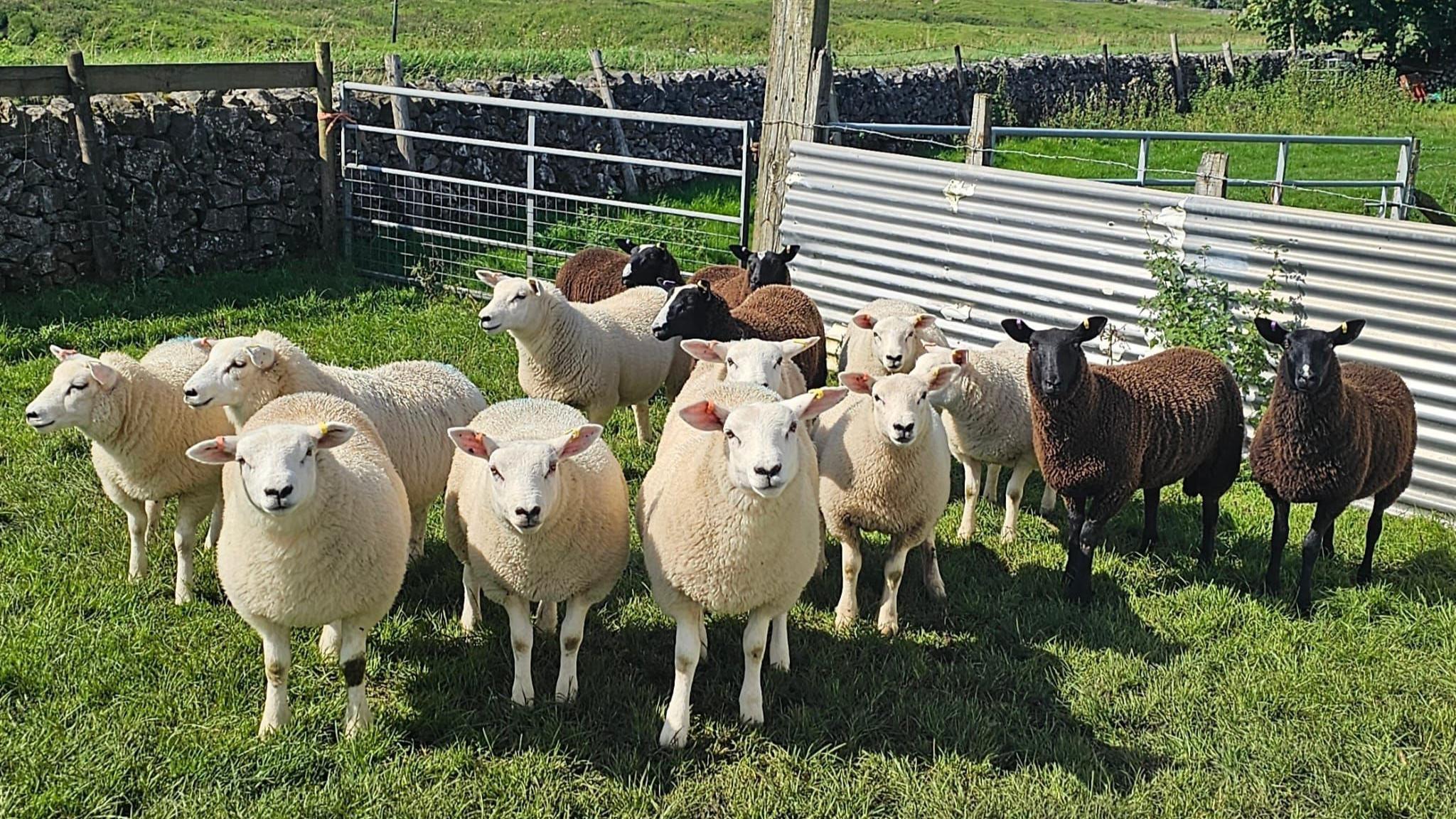 A flock of white and brown sheep in a pen in the Buxton countryside. The animals are standing, facing the camera.