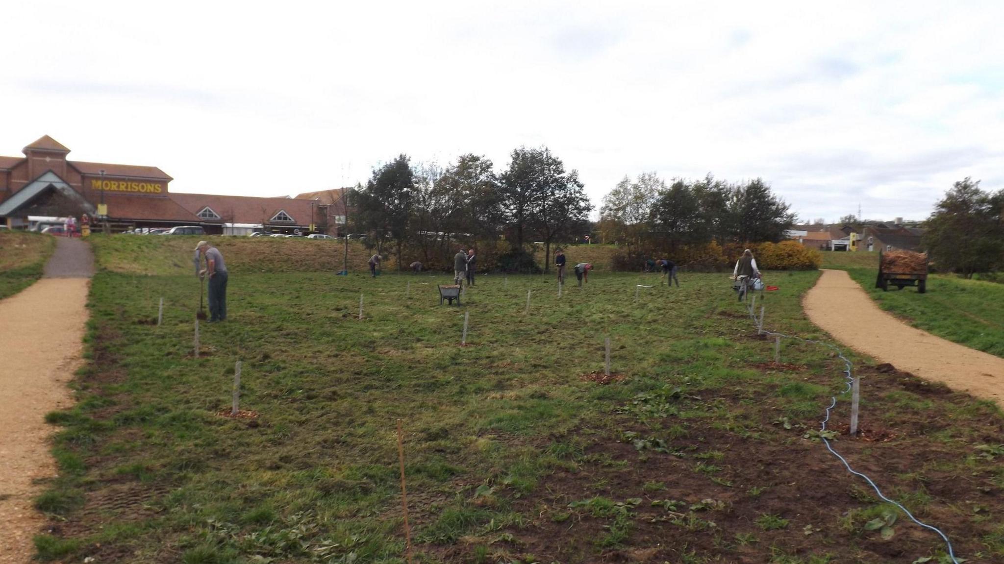 Volunteers plant trees in a patch of green space. Wheelbarrows are scattered about the site. A Morrisons store is in the background.