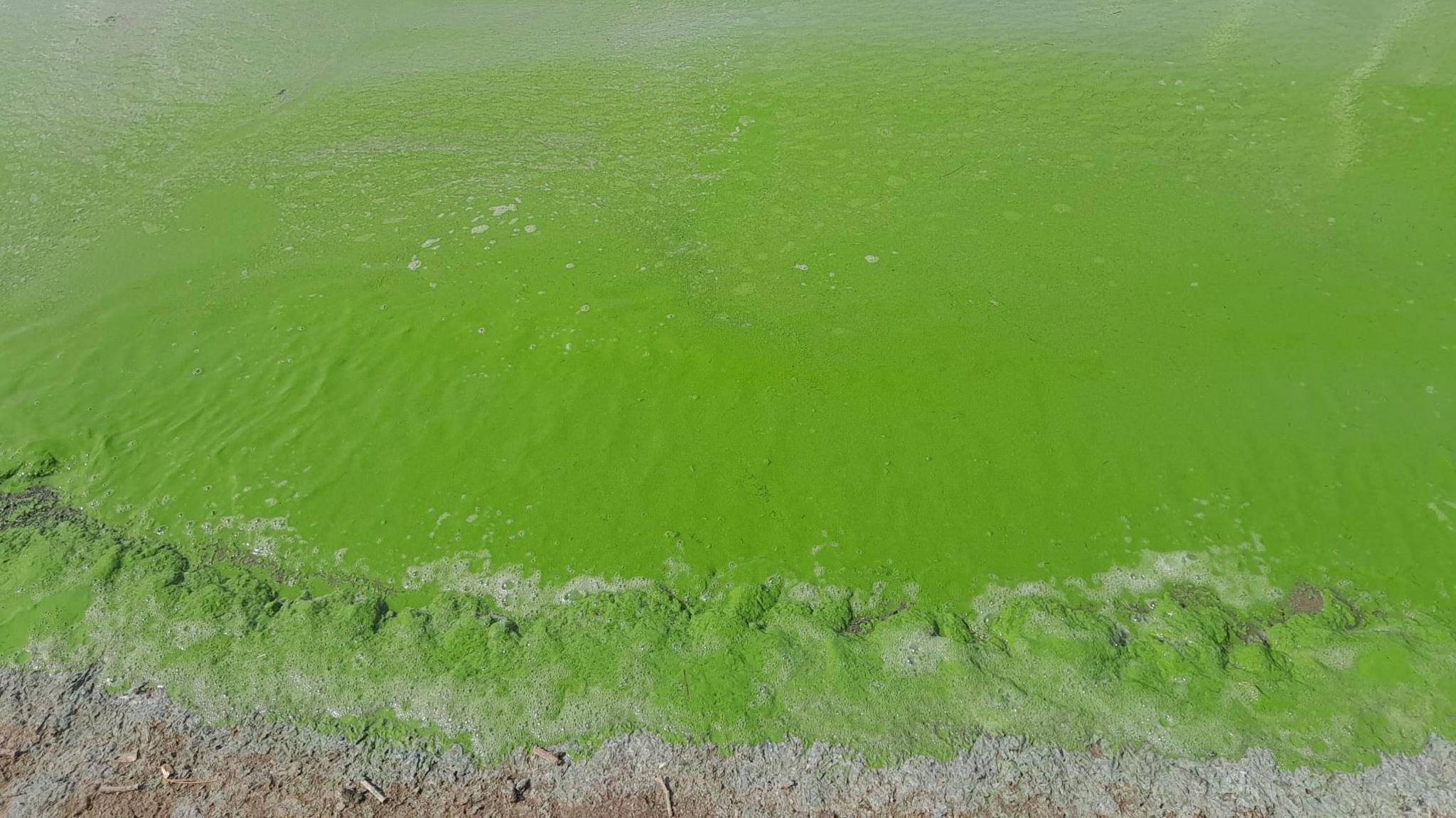 Green water at the shore of Lough Neagh