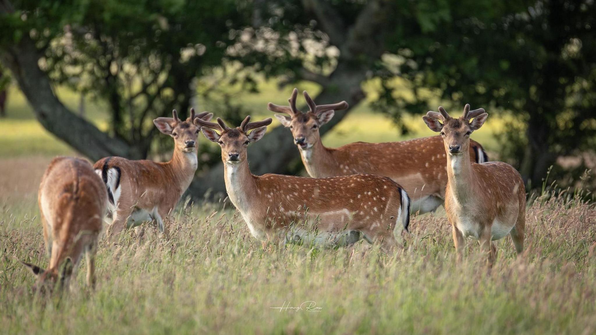 Five deer in tall green grass. Four look at the camera, alert, the fifth has its head dipped in the grass.