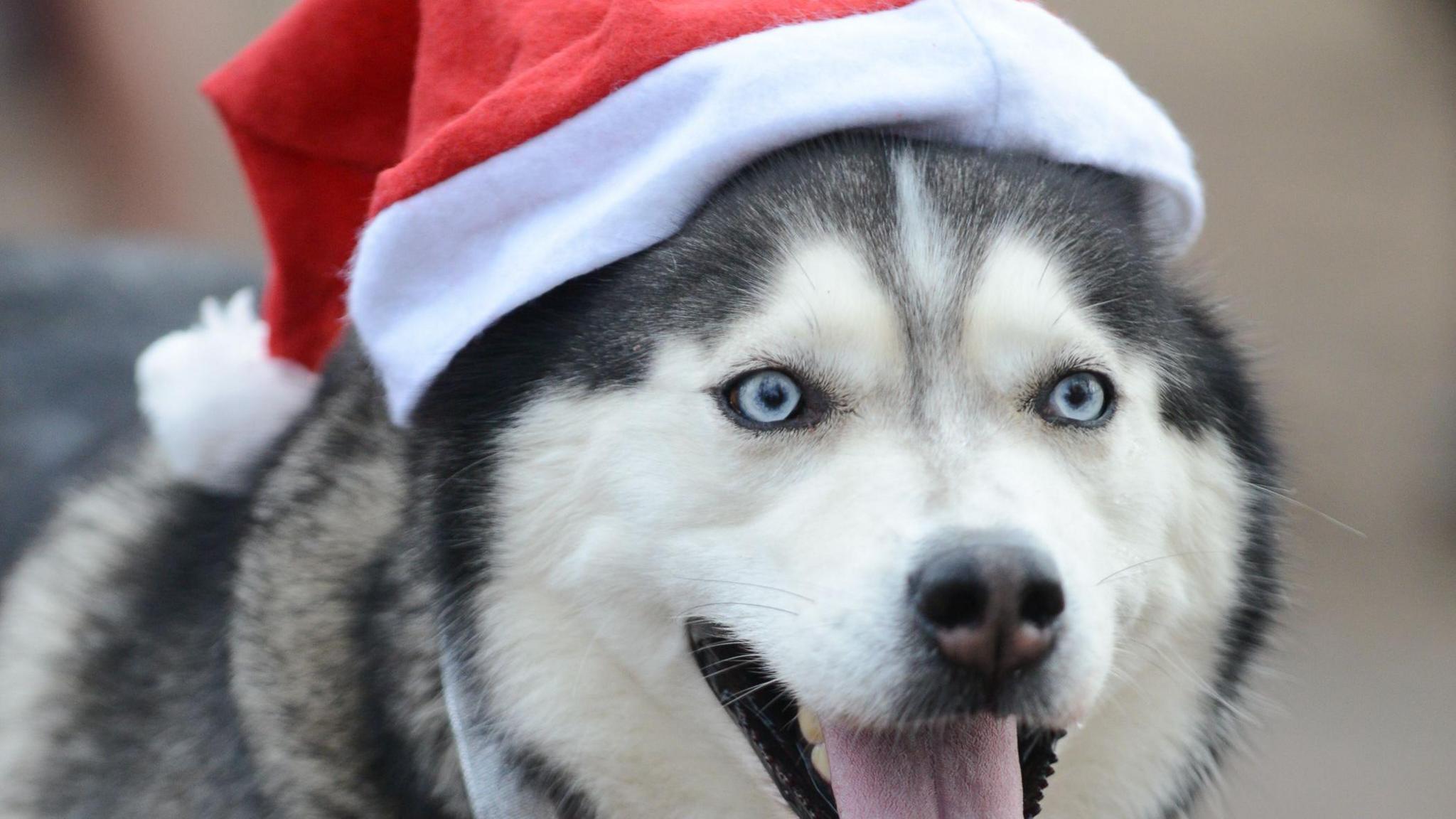 A dog with its tongue out wearing a Santa hat. The dog is cream and black, with blue eyes. The Santa hat is red and white