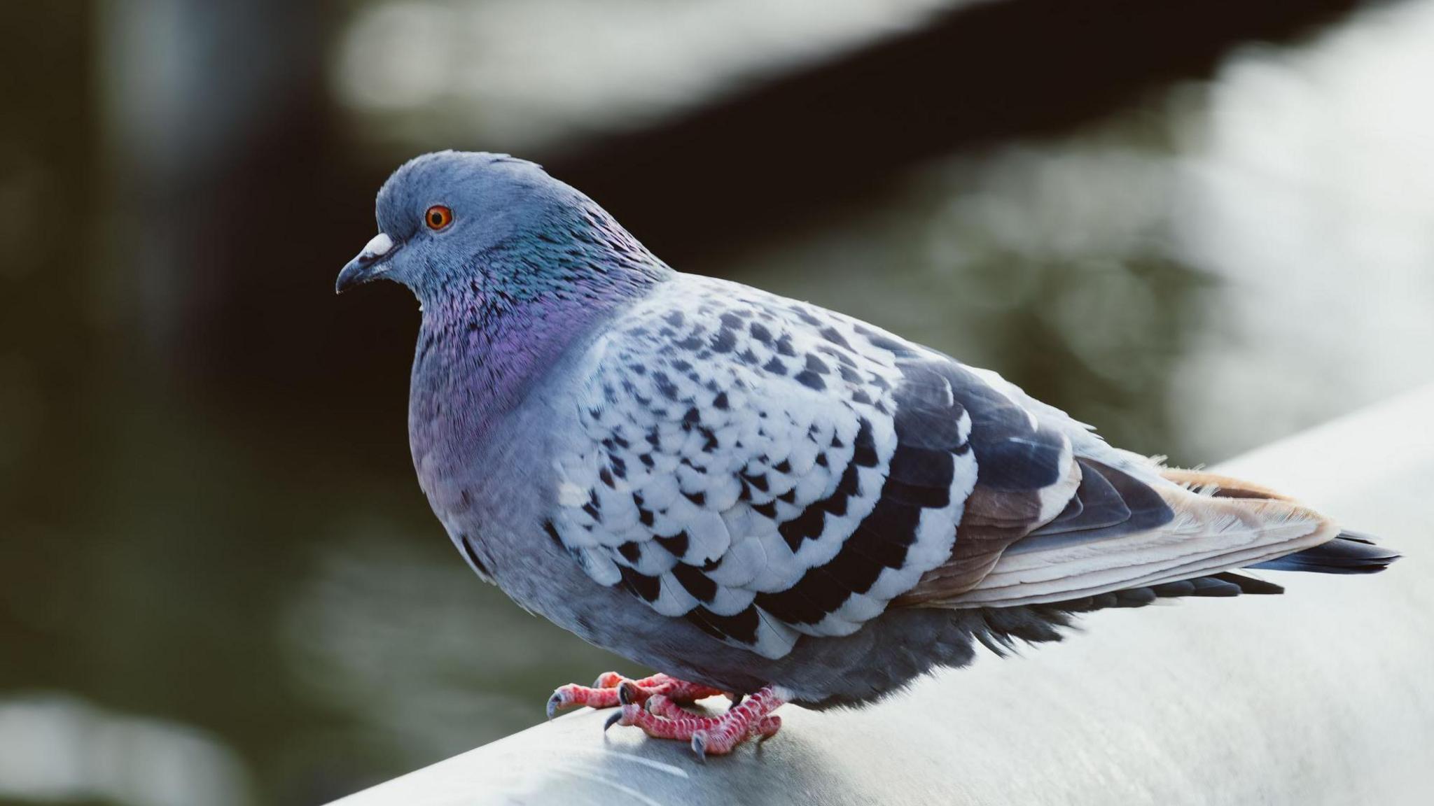 a pigeon