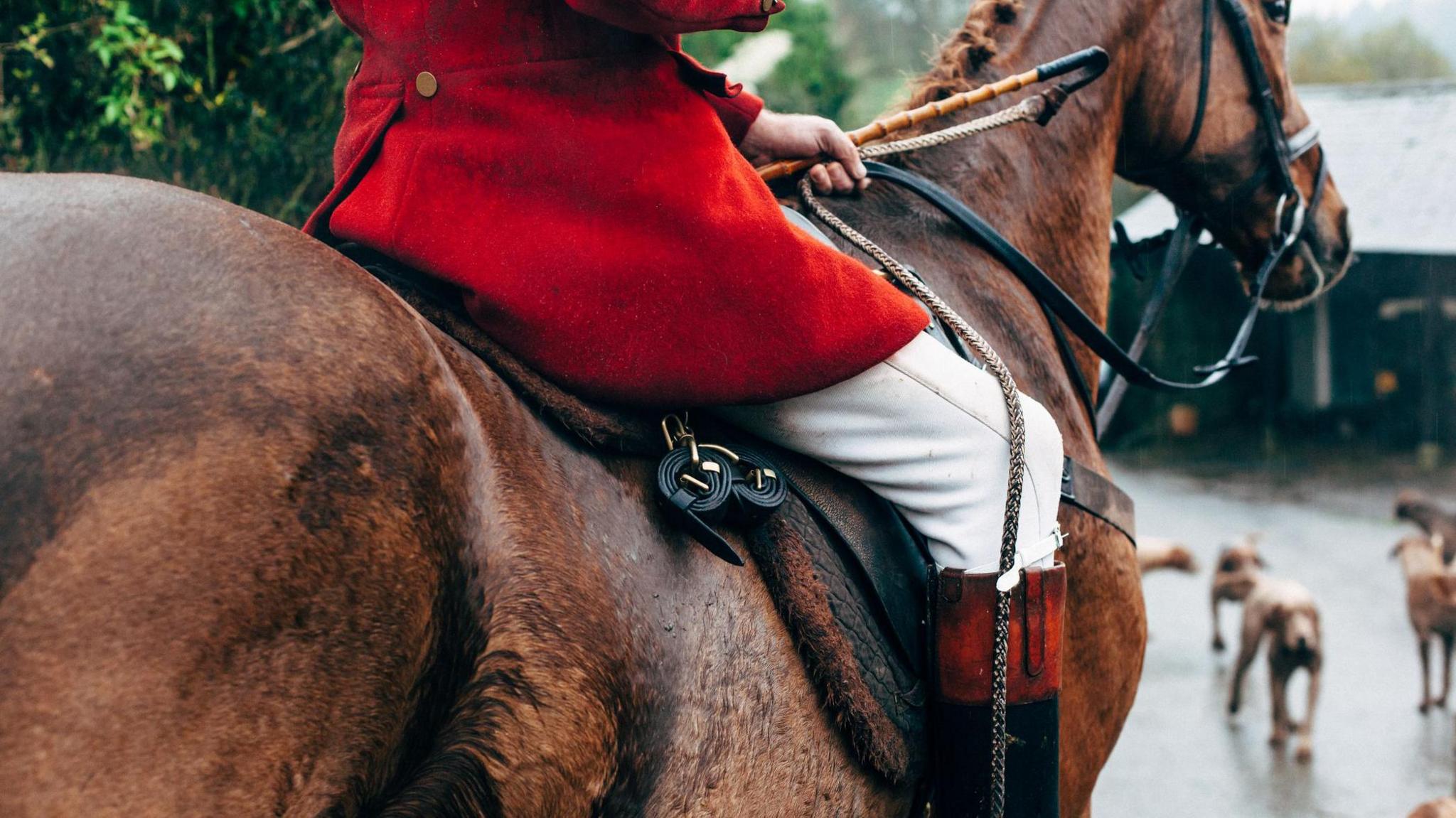 A hunter in traditional red jacket and leather boots holding a whip riding a brown horse with fox hounds in the background.