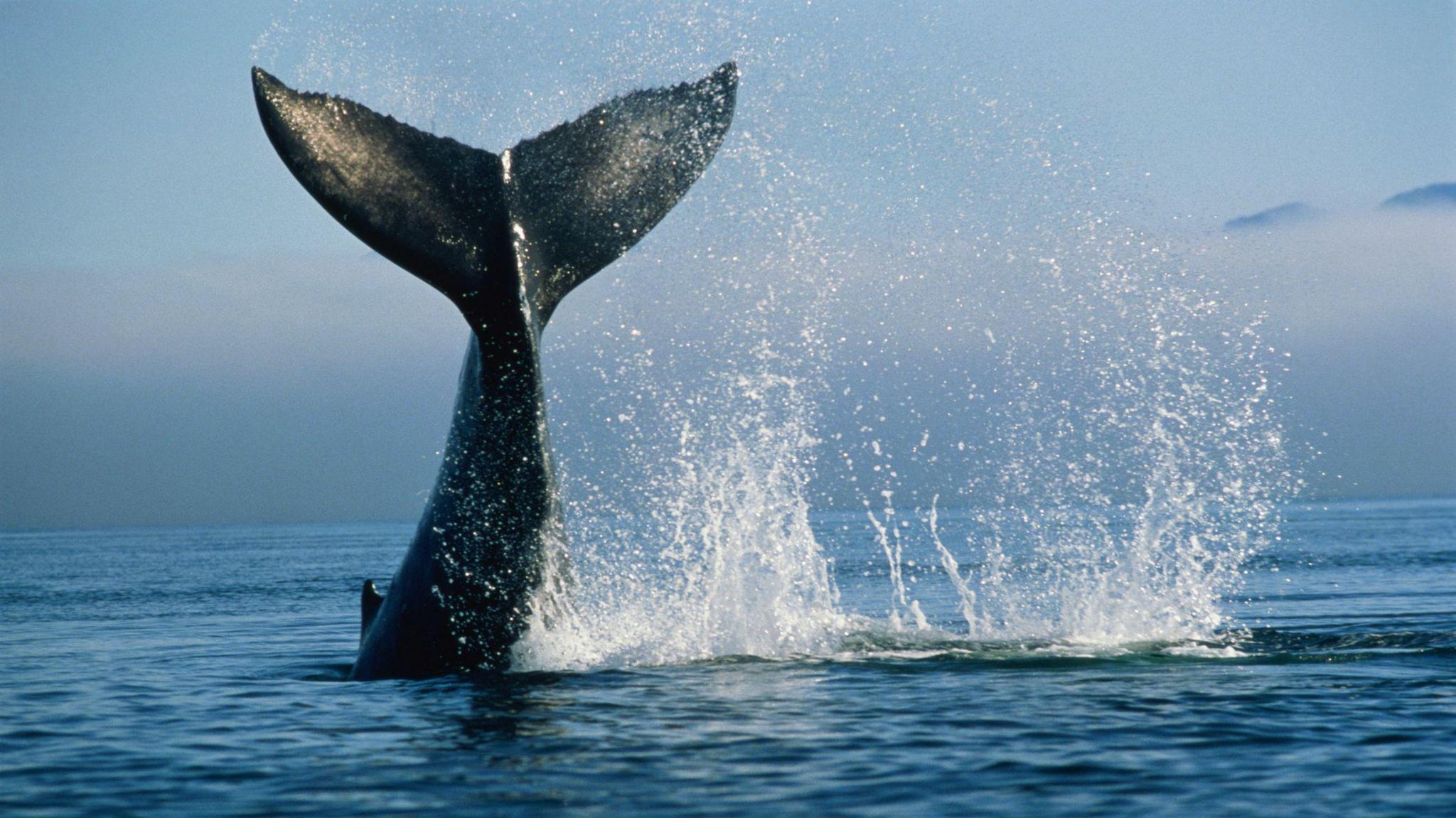 Humpback whale tail 