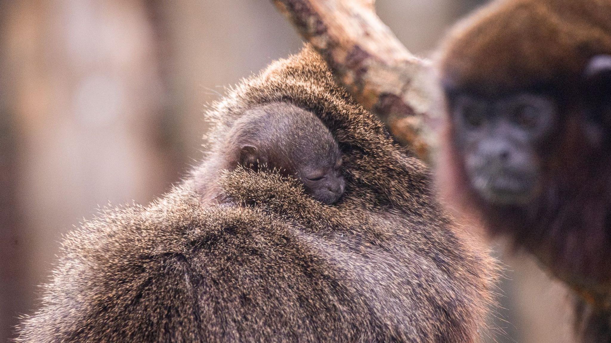 A baby monkey being cradled by its dad