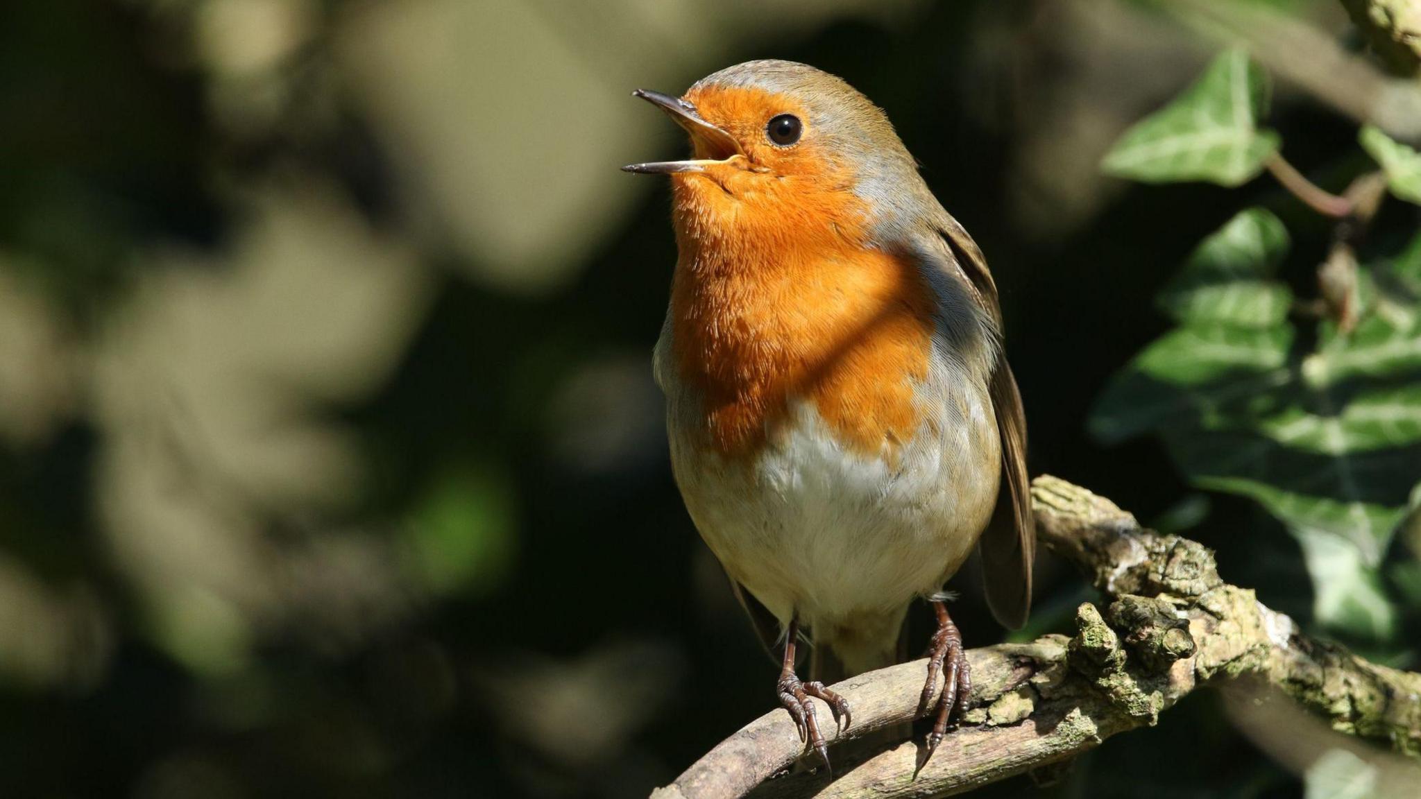 A robin on a tree branch. 