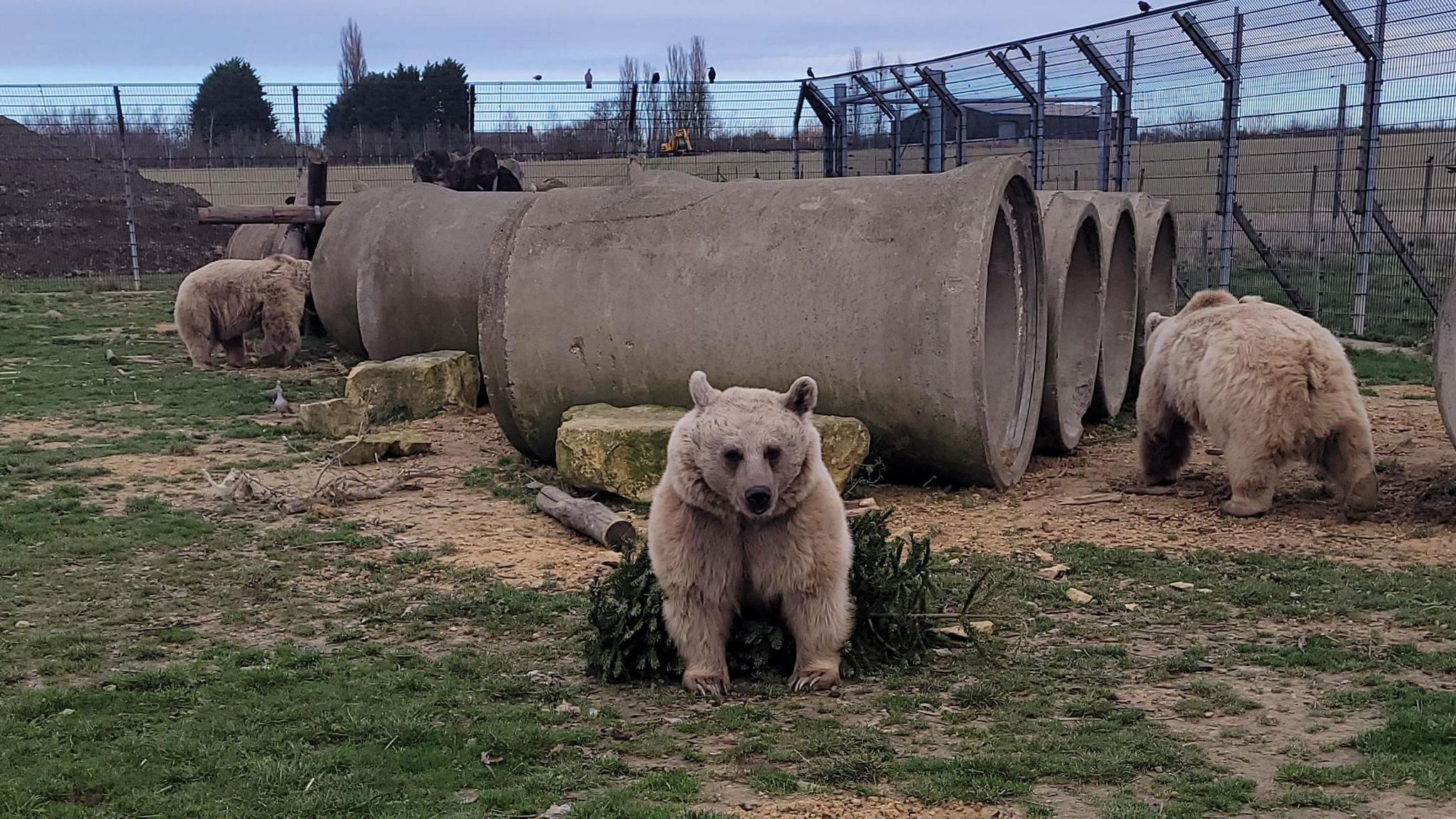 Pack of Syrian brown bears