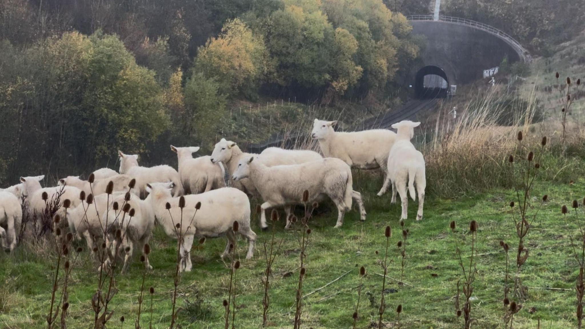 The sheep are standing together in a flock on sloping ground in the cutting. The railway tunnel and track can be seen behind them. There are grasses and bull rushes growing and trees on the opposite side of the railway line.