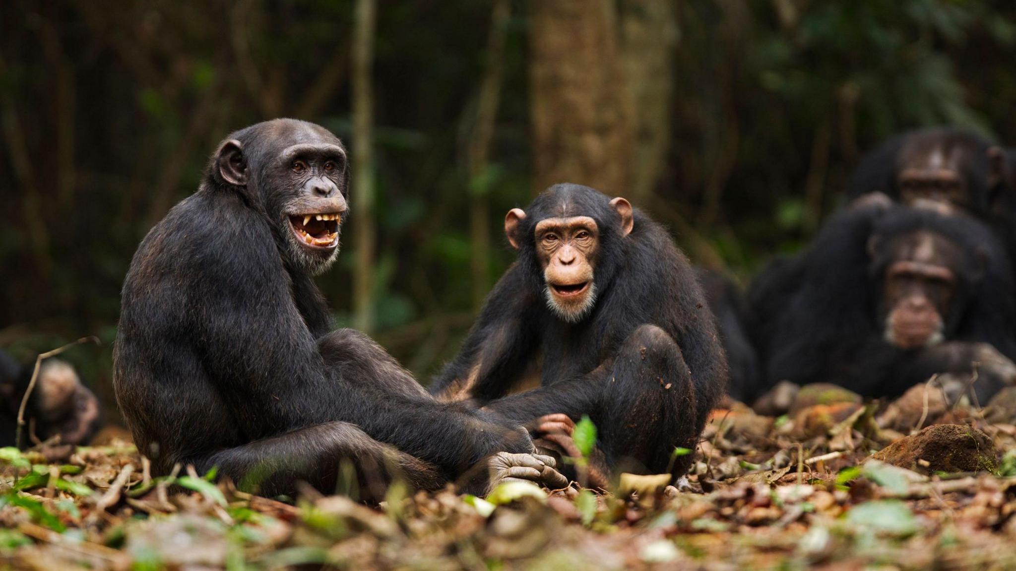 Two chimpanzees sitting in leaves smiling