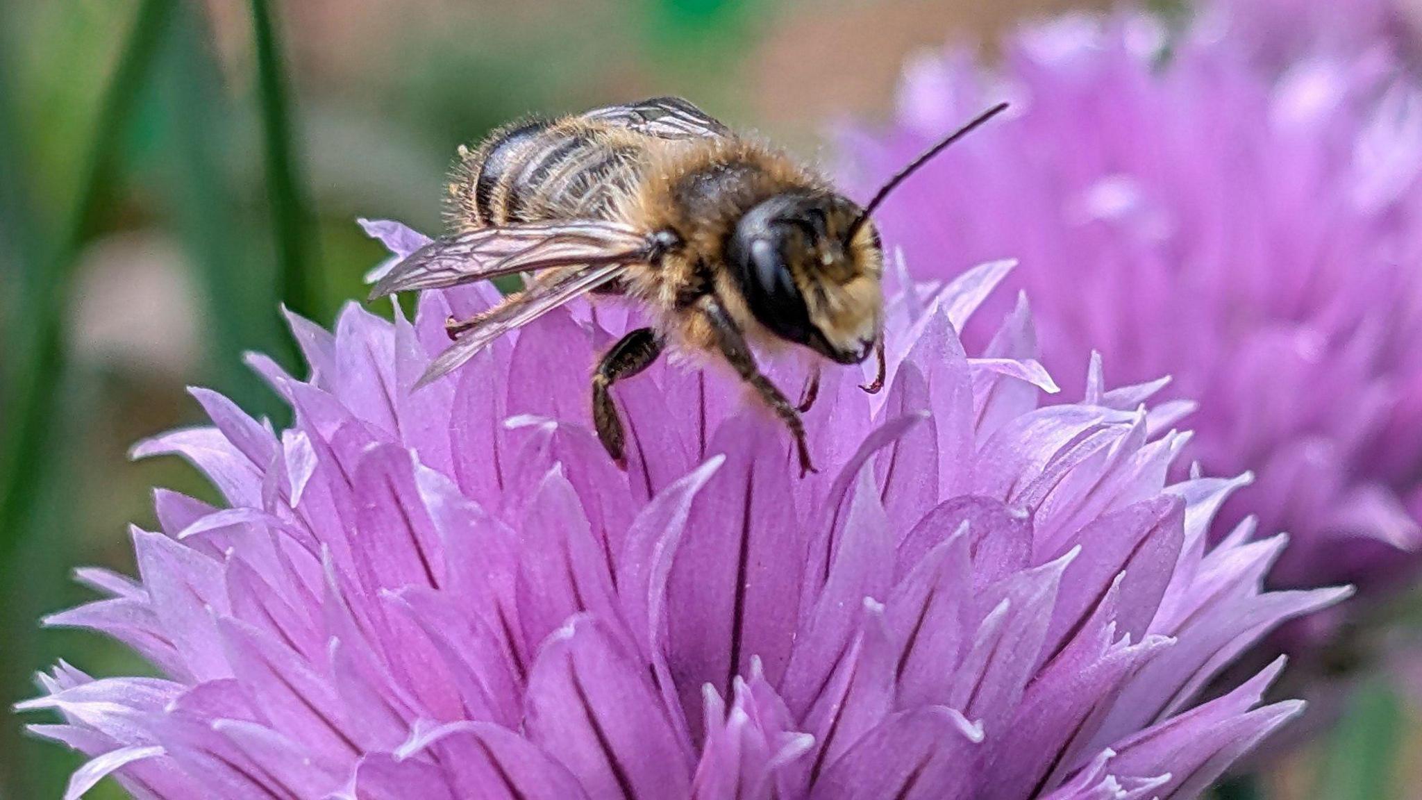 A flying insect with yellow and black stripes sits on top of a purple flower with long petals.