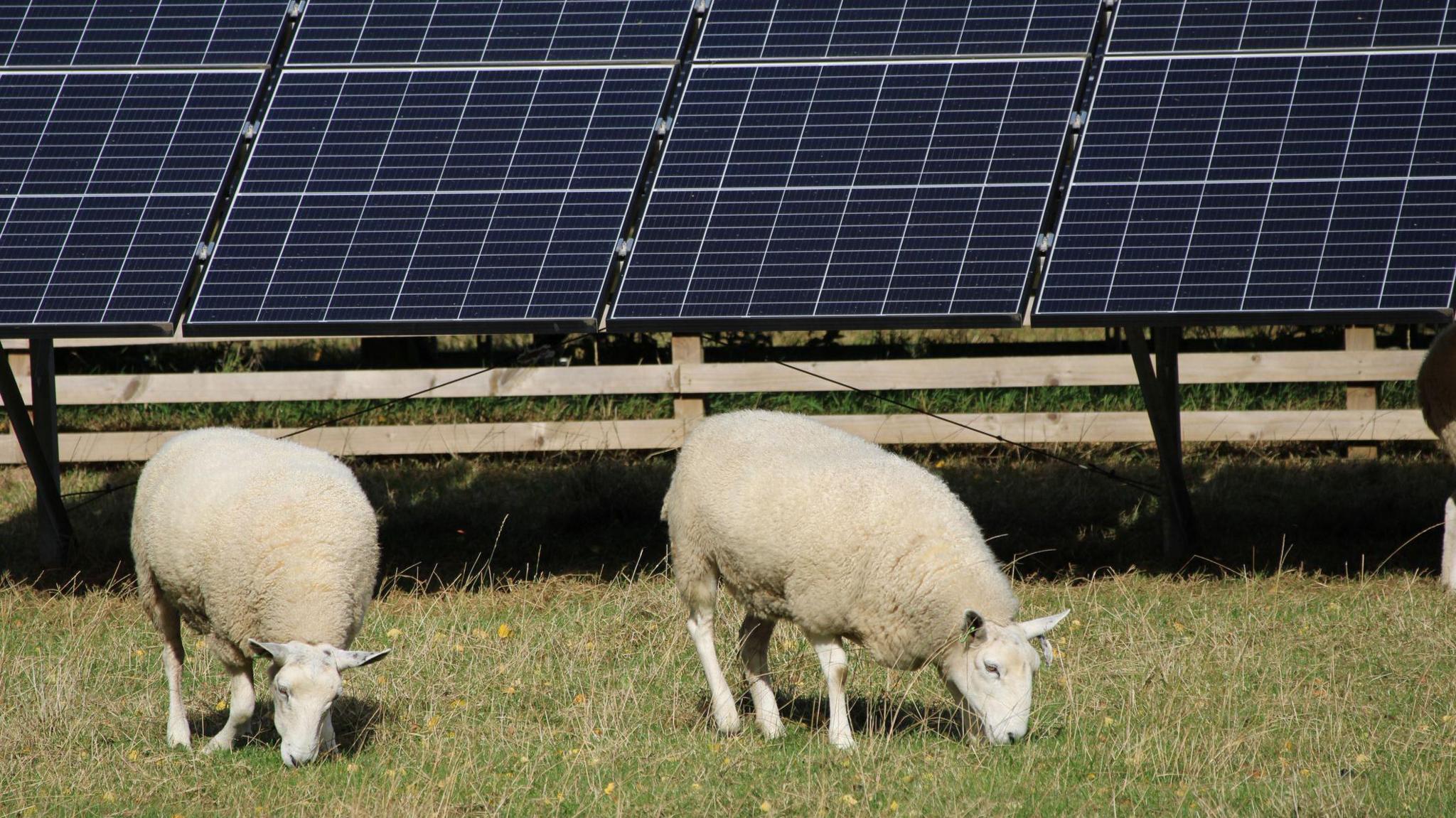Stock image of two little white sheep grazing on the grass in front of solar panels