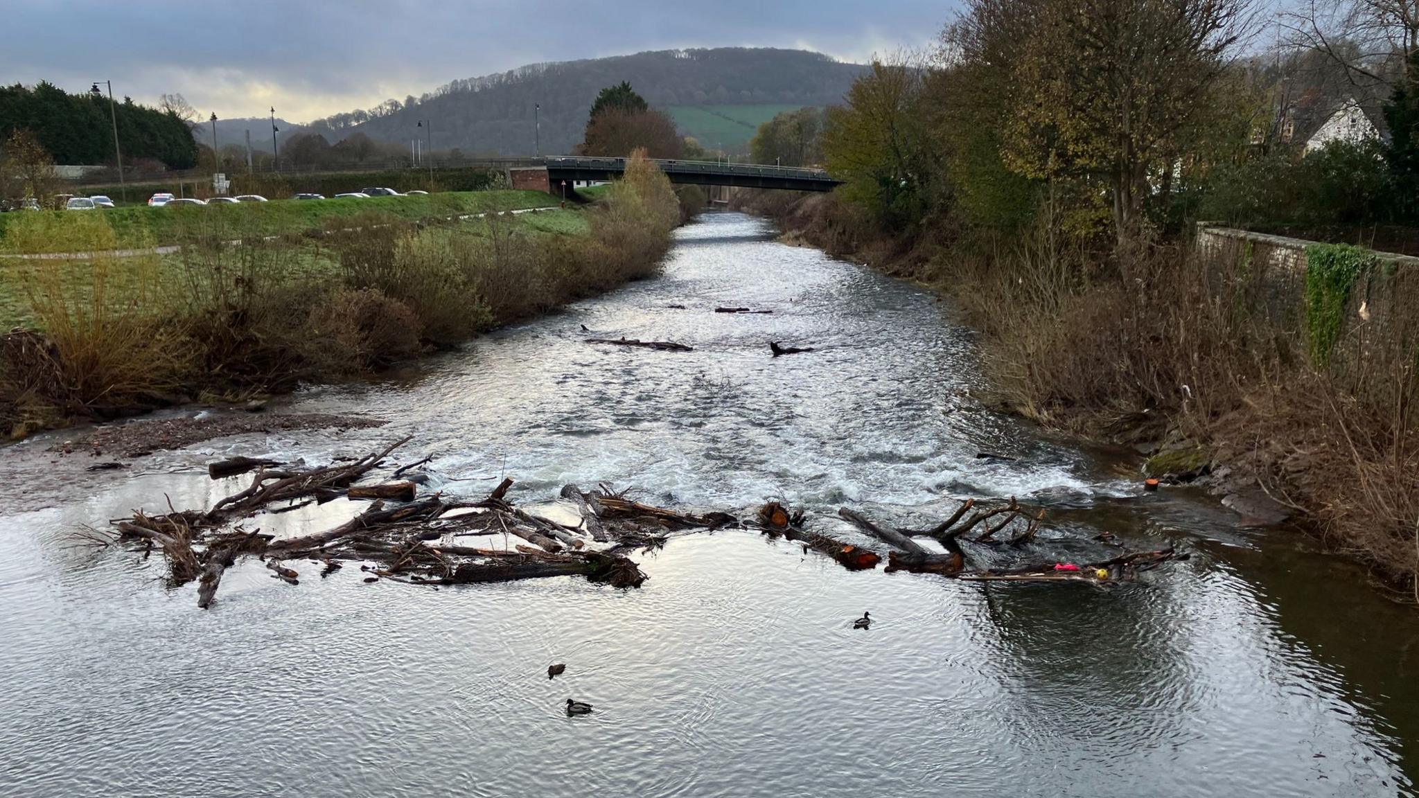 A river is shown with debris including fallen tree logs in it.