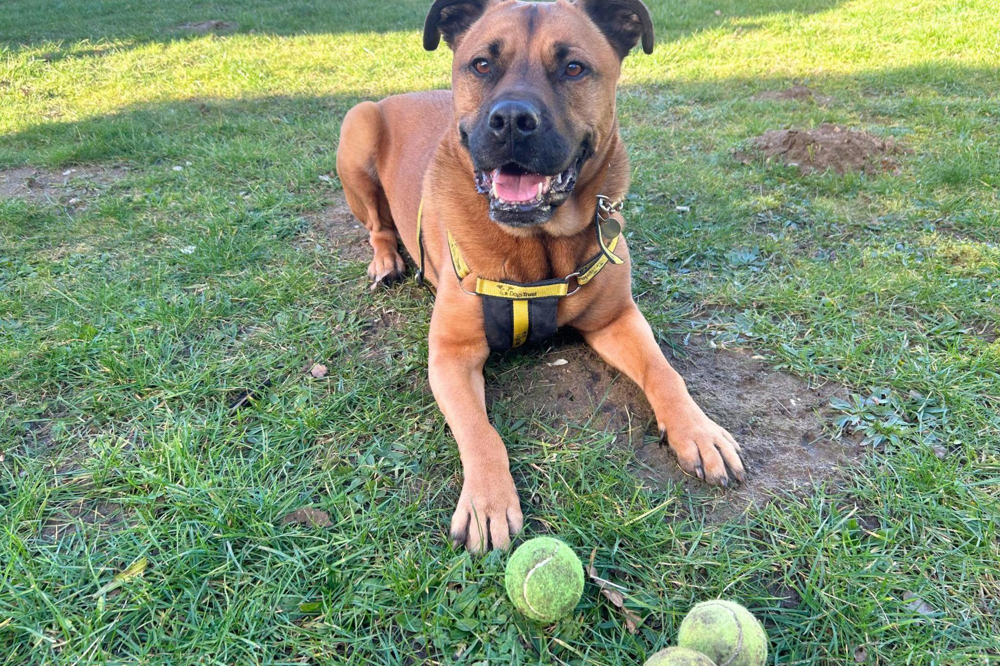 A brown dog called Snoops lying on grass. It has a black nose and it's mouth is open. Three tennis balls are by Snoop's front paws.