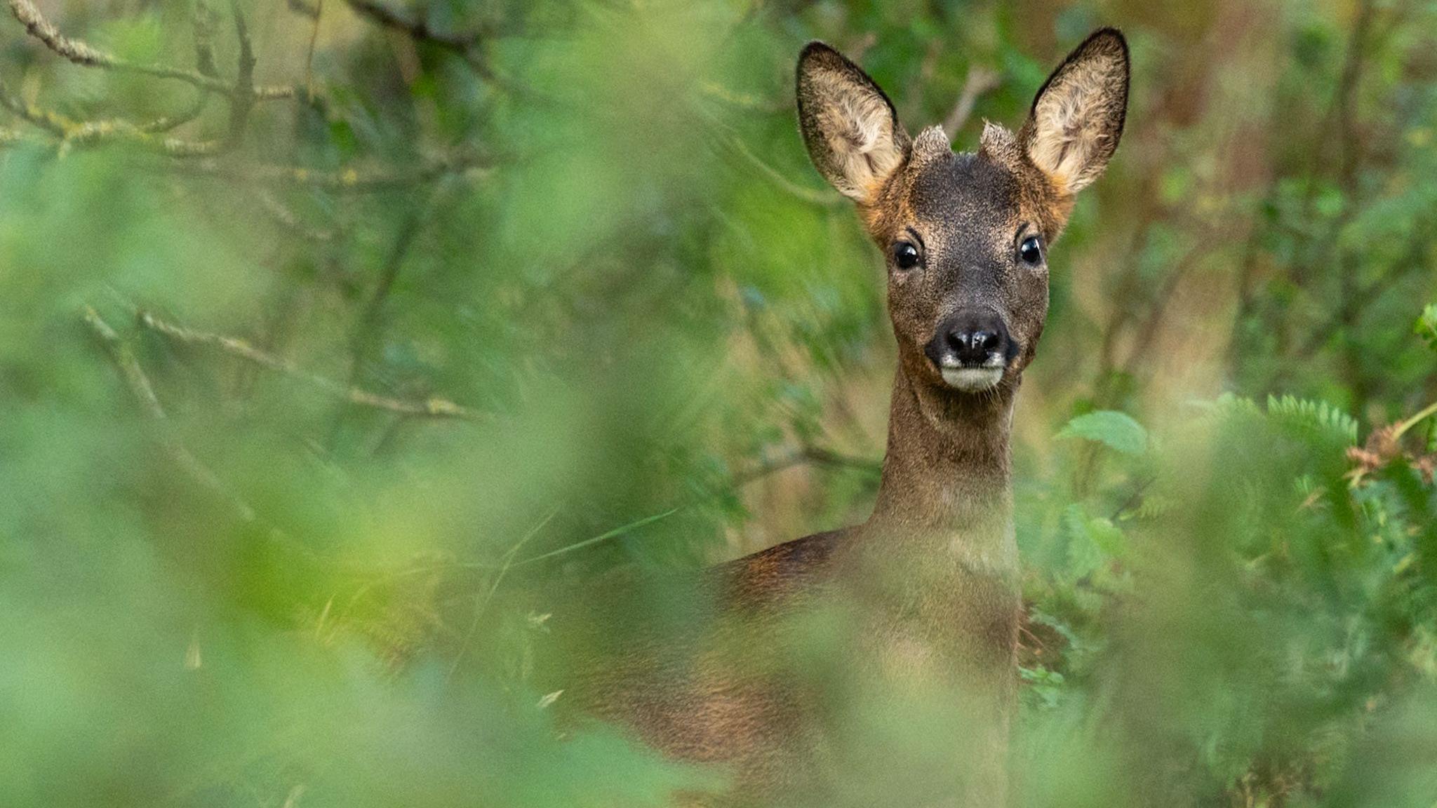 Roe deer in Edinburgh