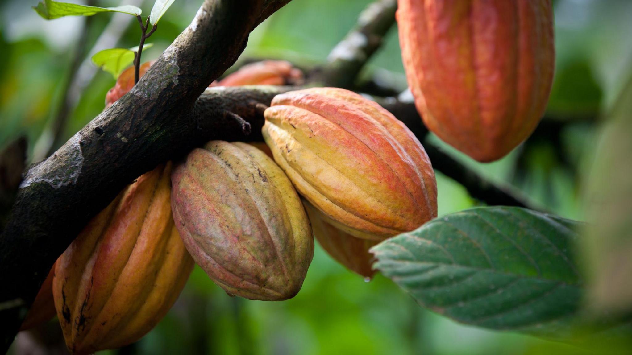 cacao plant