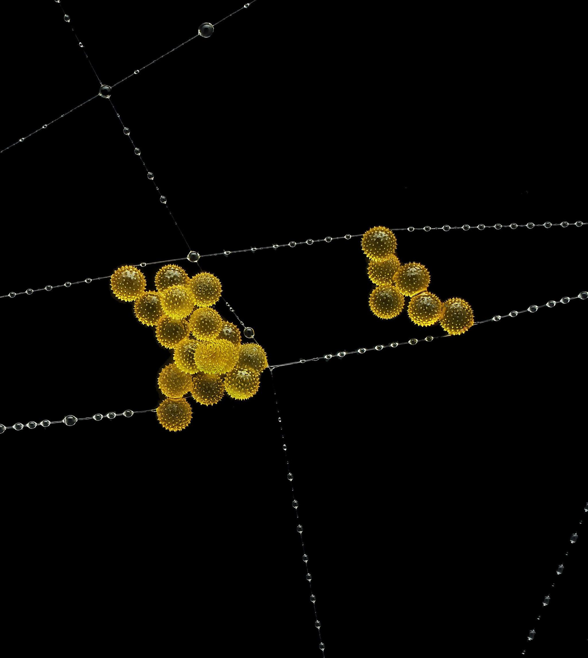 Photo of pollen in a web of a garden spider.