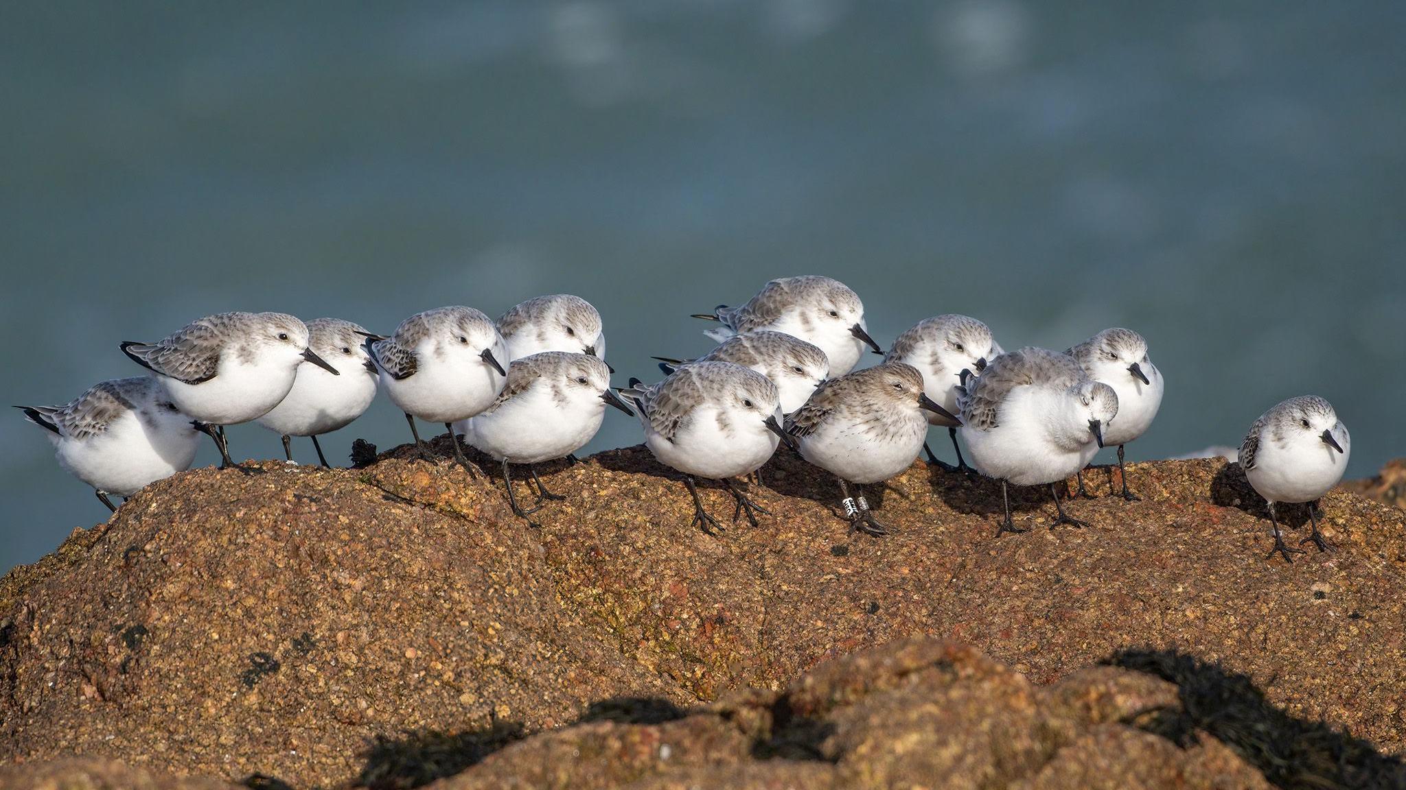 Thirteen Sanderlings are sitting on a rock alongside one Dunlin. They are all looking the same way. They have white bodies with grey and brown speckled wings. The sea is visible behind them.