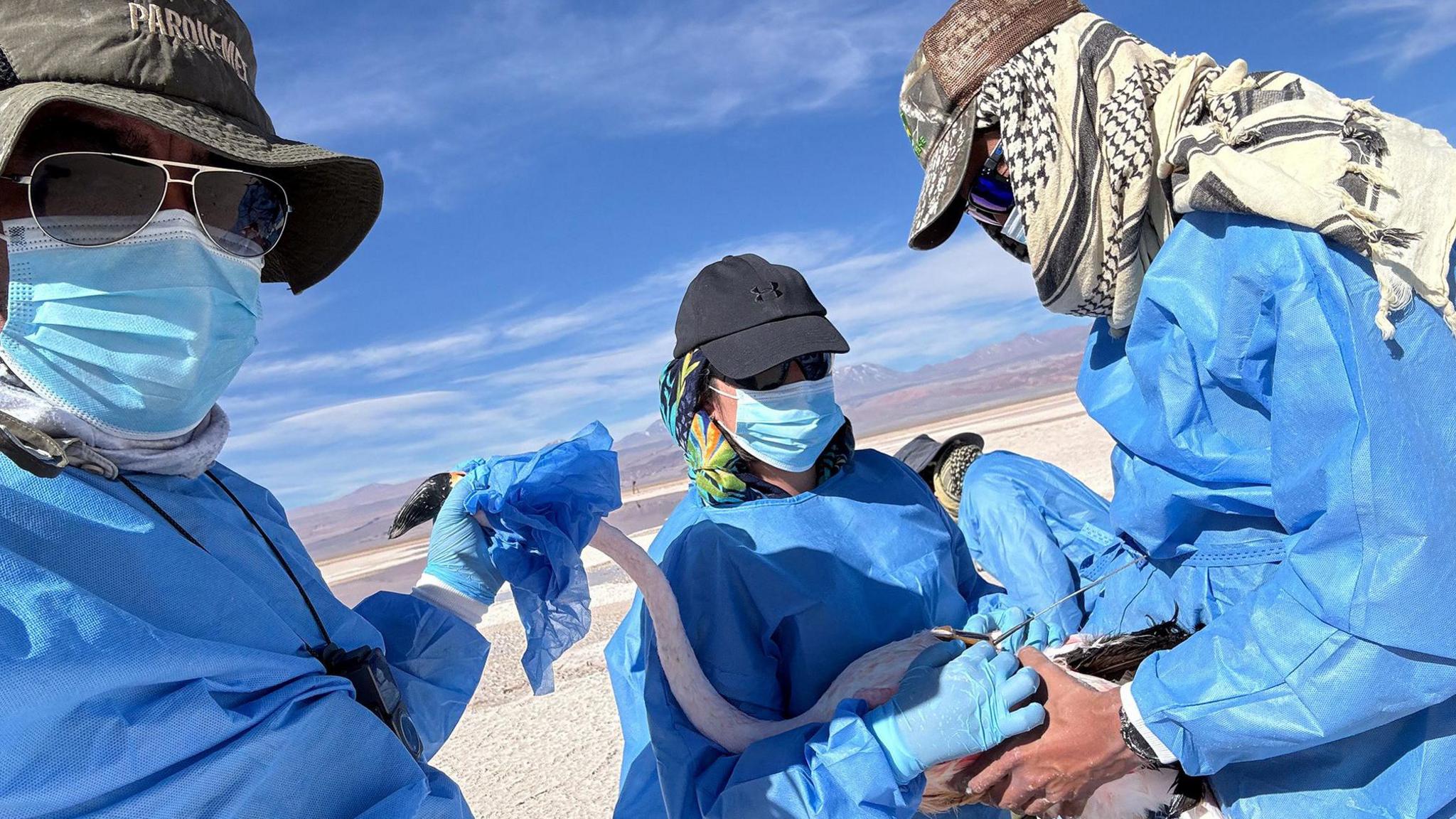 four scientists dressed in blue protective gear and gloves holding a flamingo while they attach a transmitter