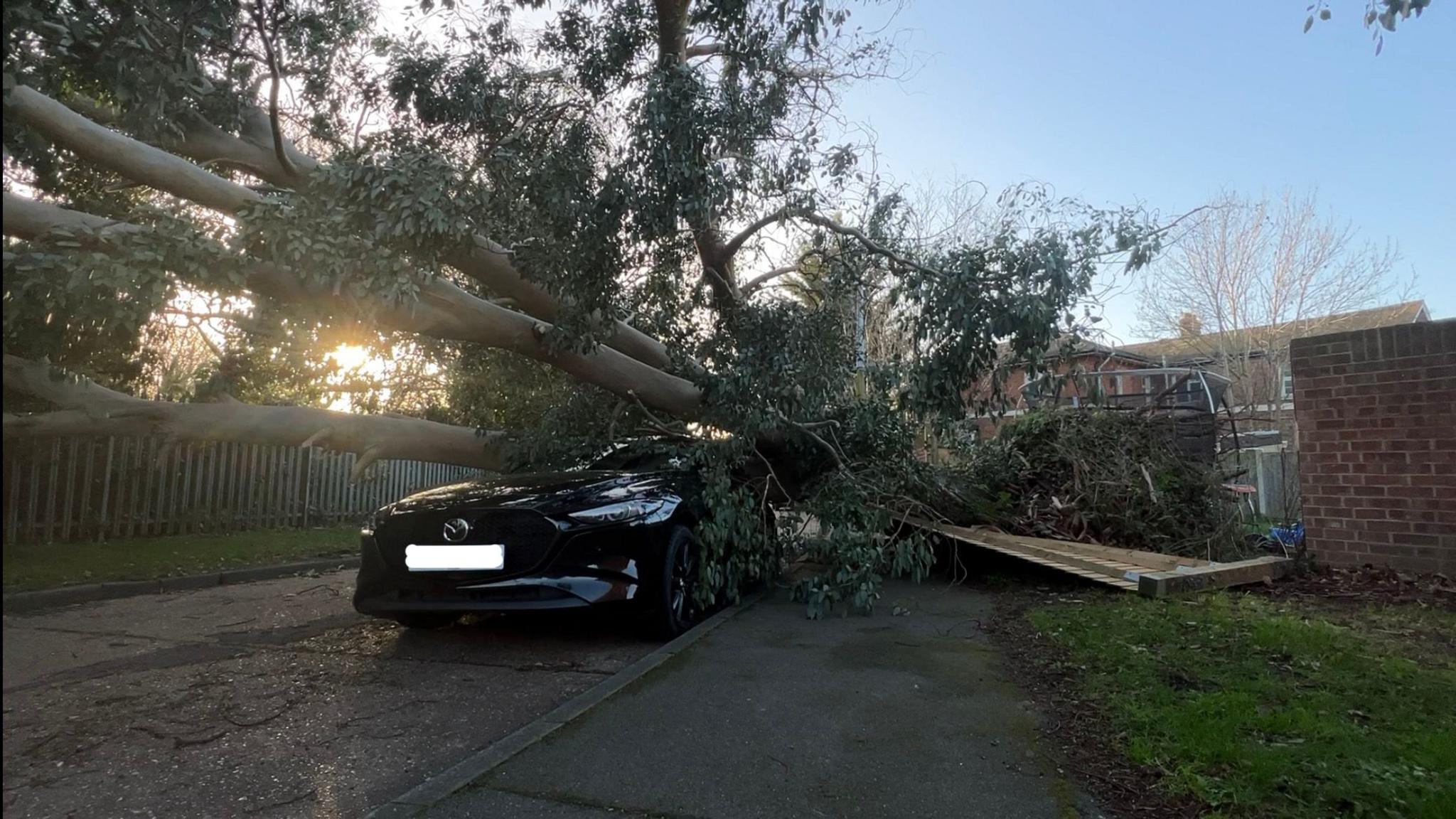 Tree fallen on to car