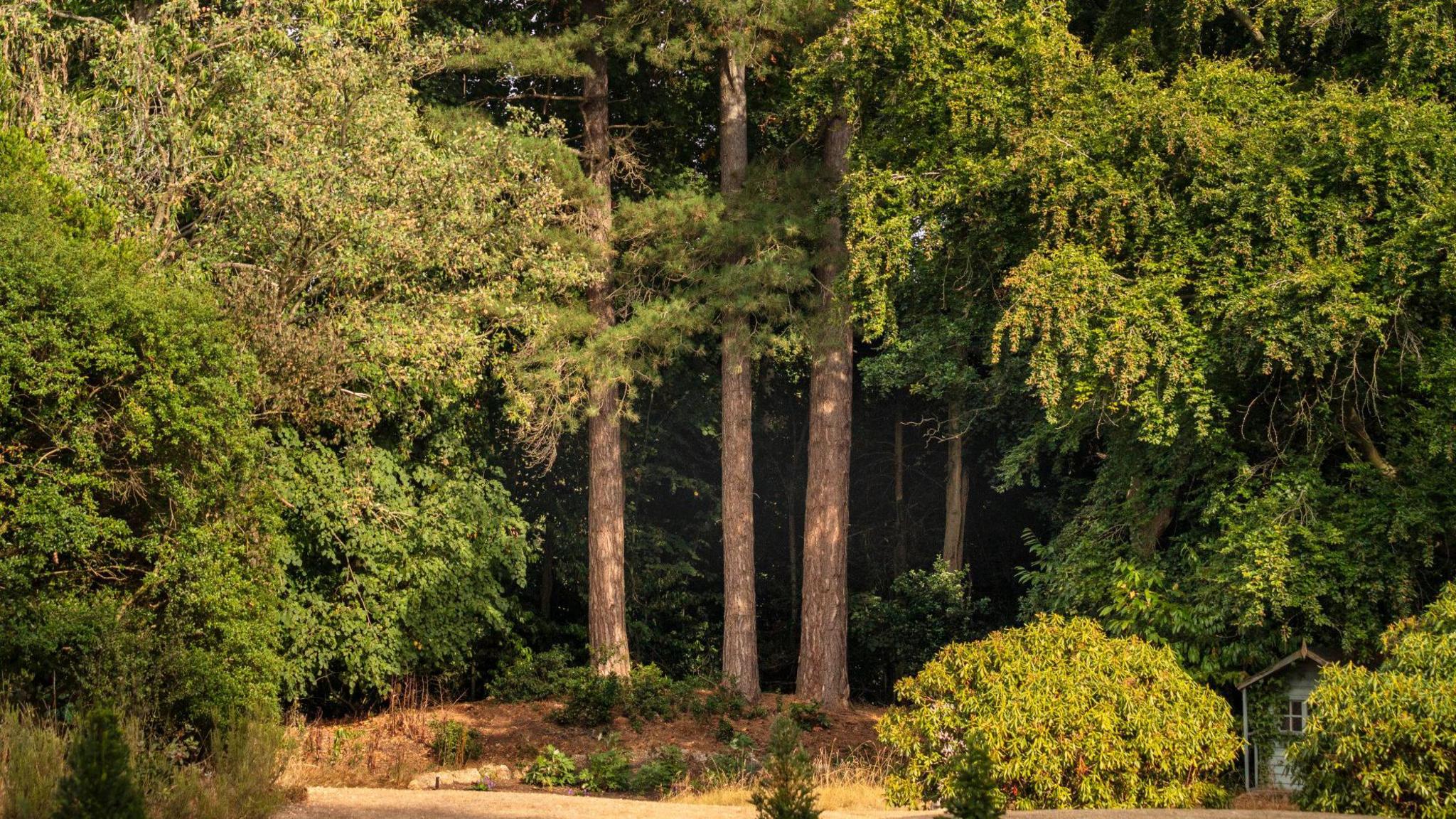 A large looming woodland with three thick trunks in the centre of the frame and a small building buried among the foliage.
