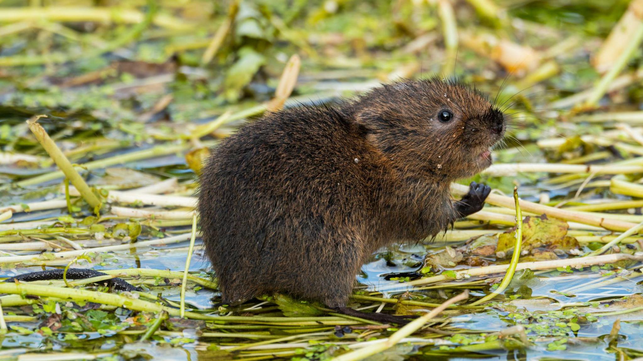 Watervole