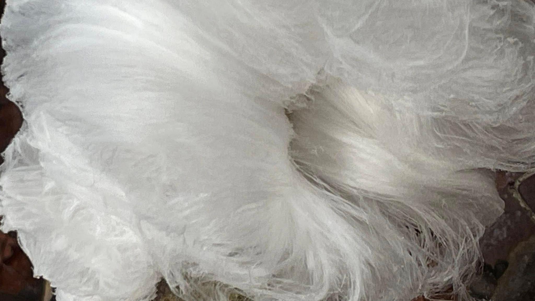 Image of a large mass of fine hair-like strands of white ice.  The white ice threads are attached to a stick.  In the background can be seen grown autumn leaves and twigs