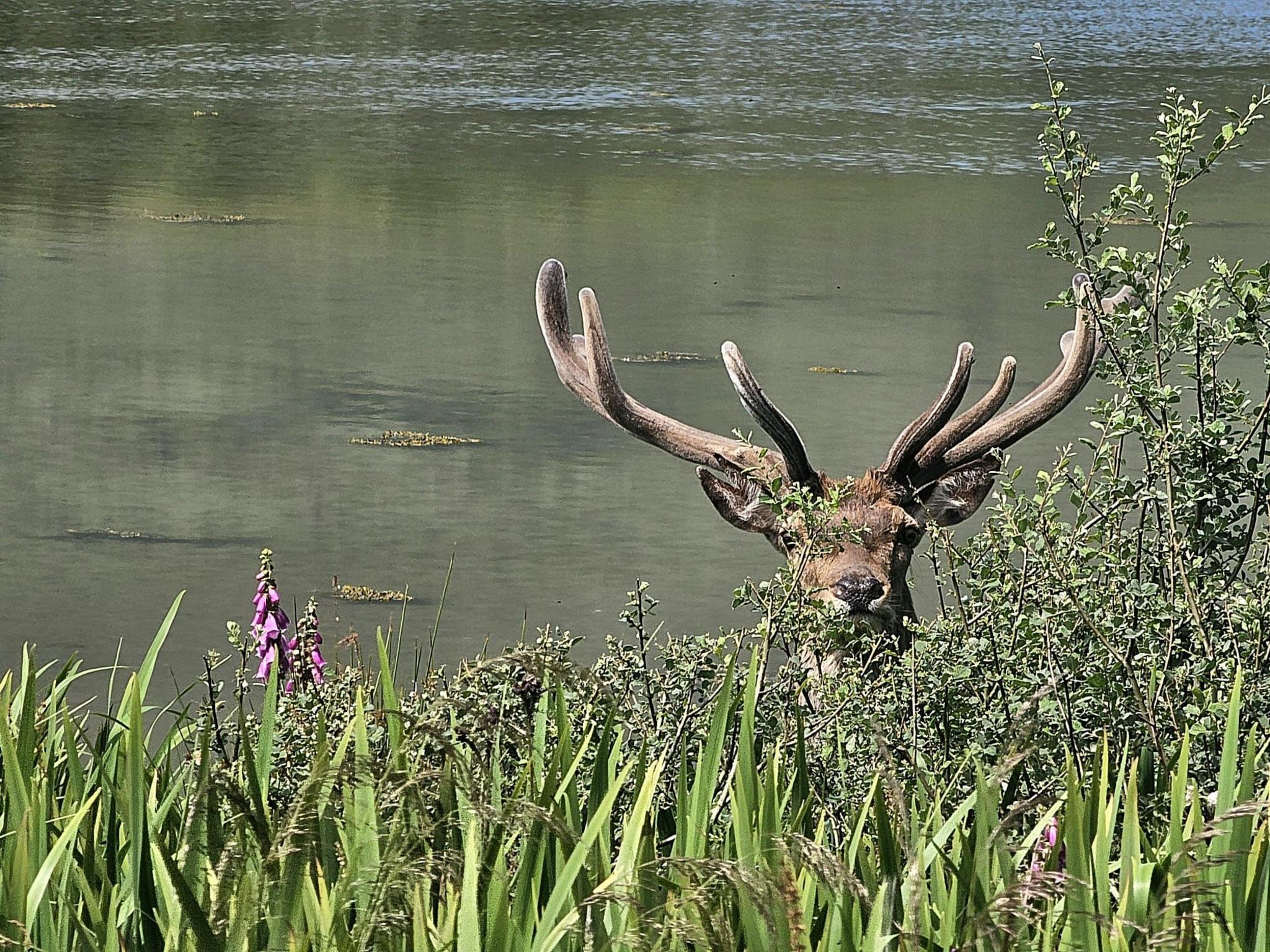 A stag looking into the camera in front of a loch. Only the head of the animal is visible behind reeds.
