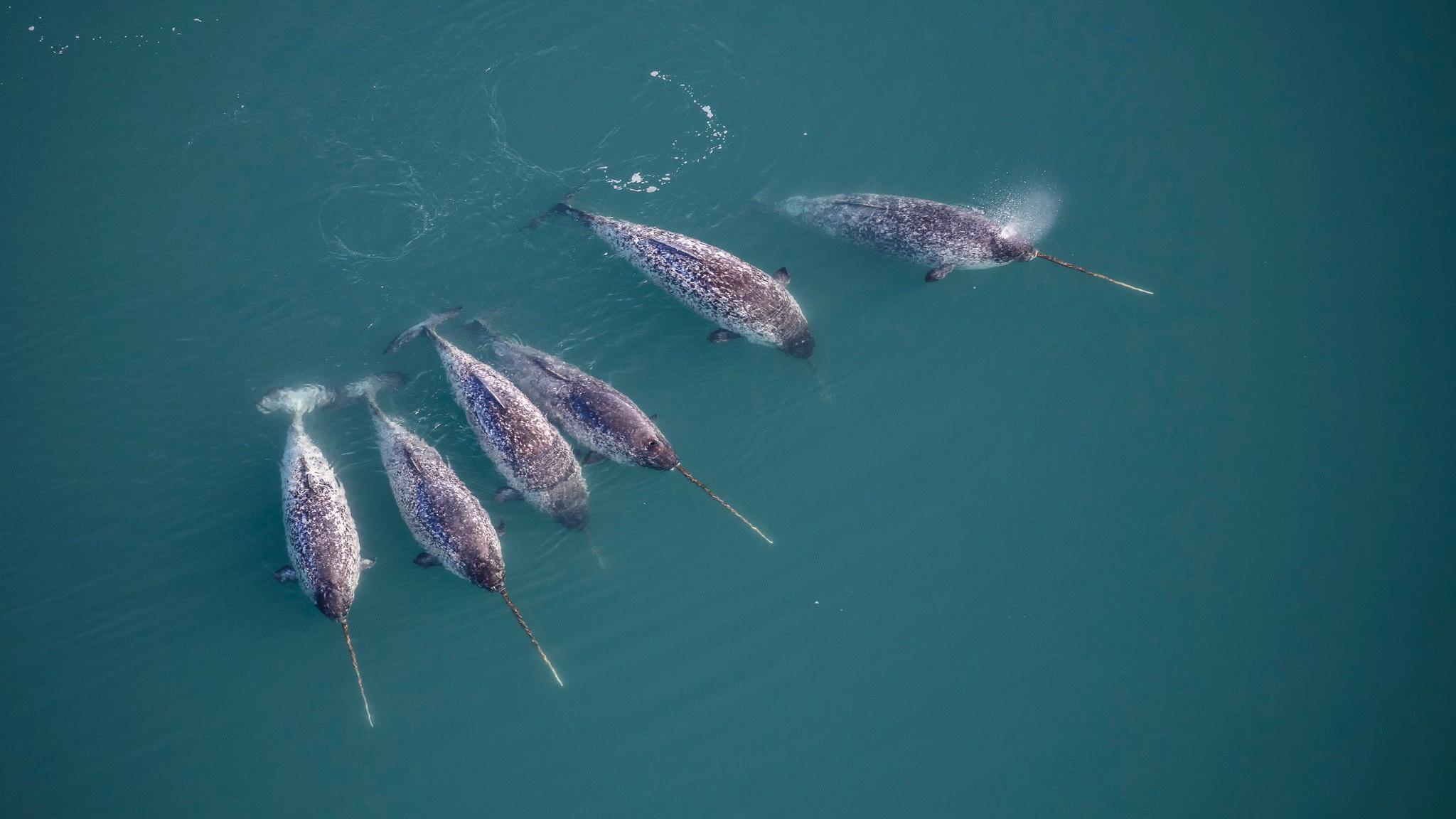 An aerial image shows six narwhals in open water - their bodies and tusks clearly visible just beneath the dark turquoise water. 