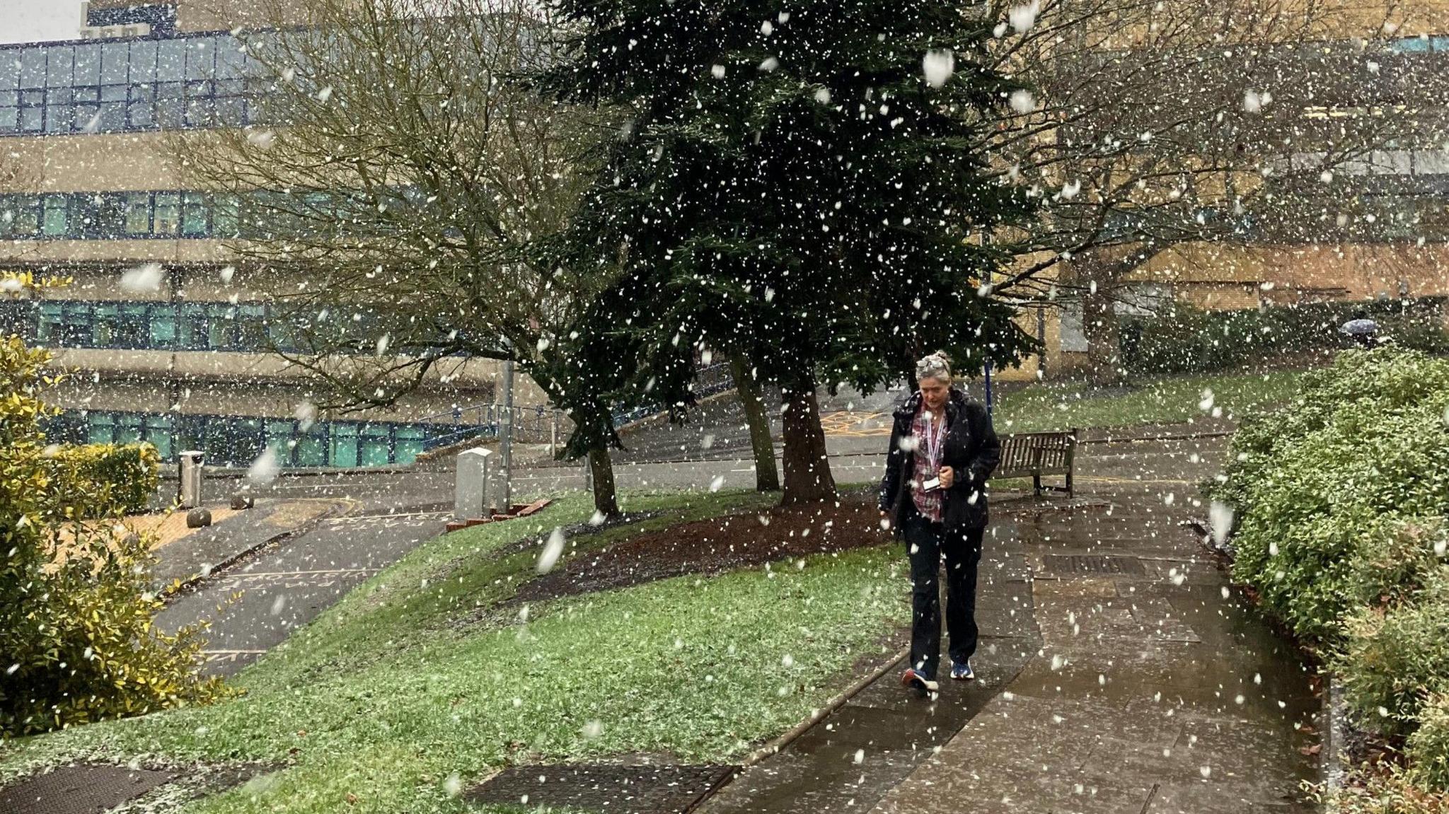 Snow falls on the University of Surrey campus in Guildford, flakes dropping gently around a large fir tree, as a person walks past.