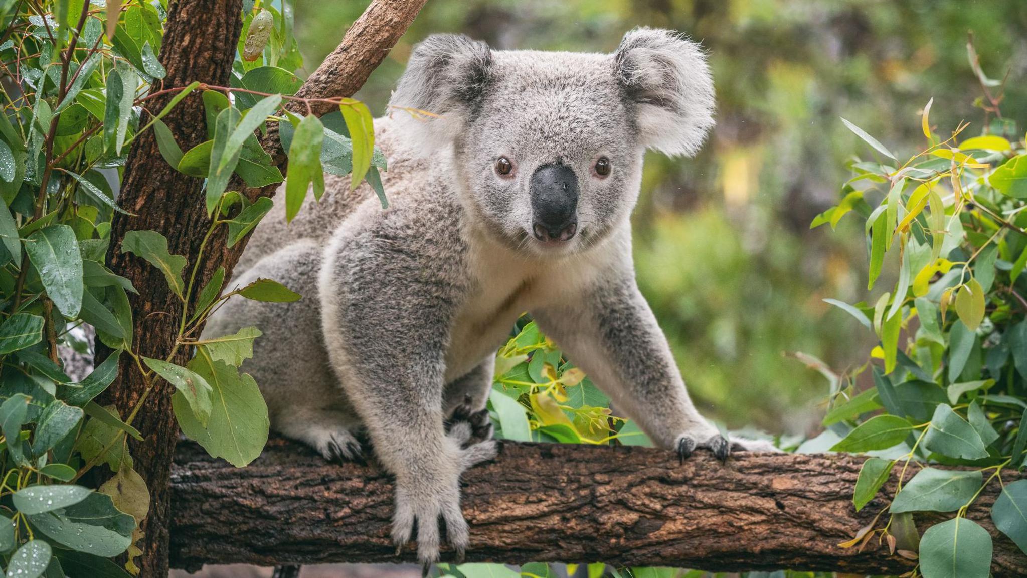 koala in a tree