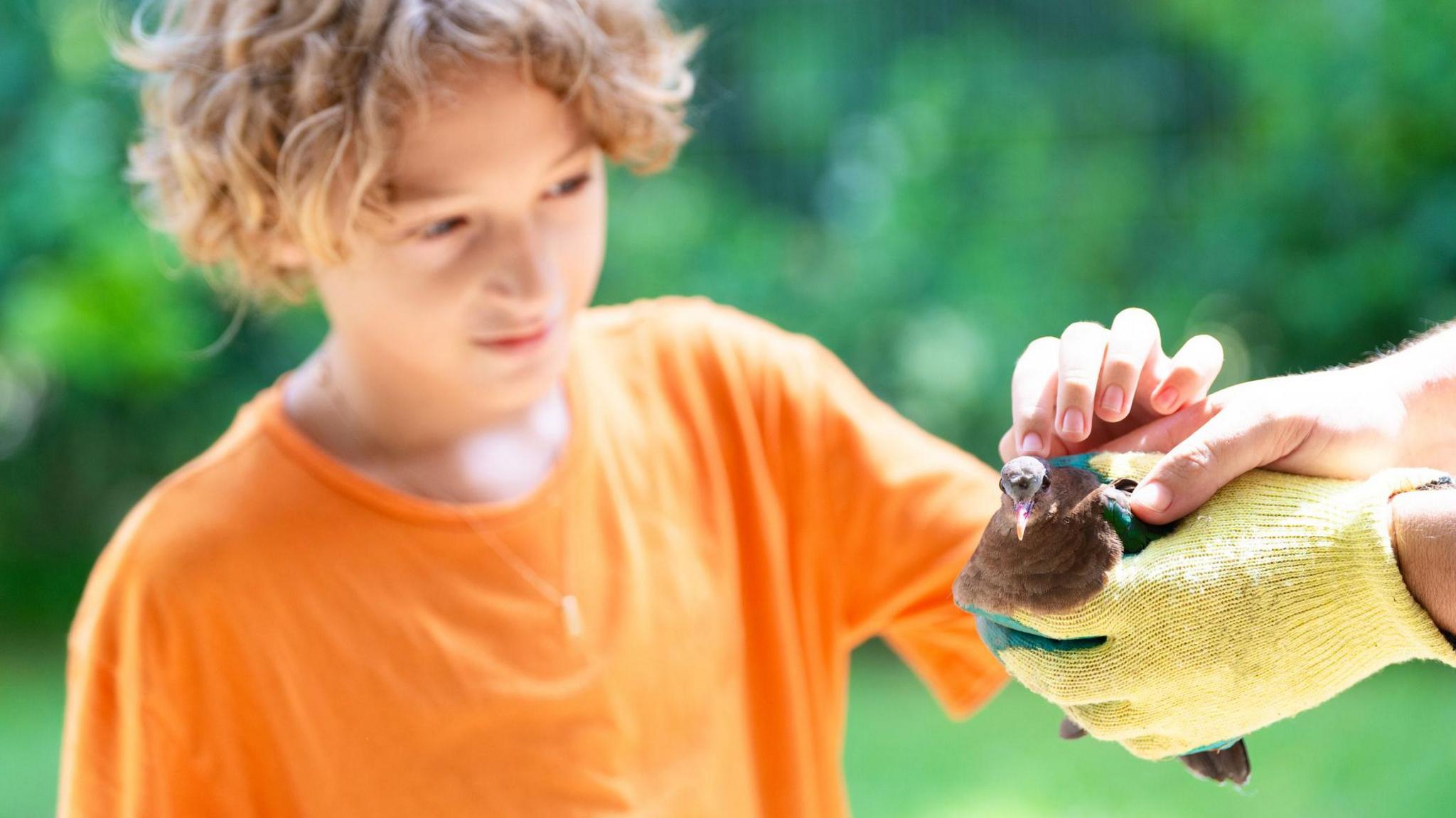 A young boy is shown a bird by an adult. 