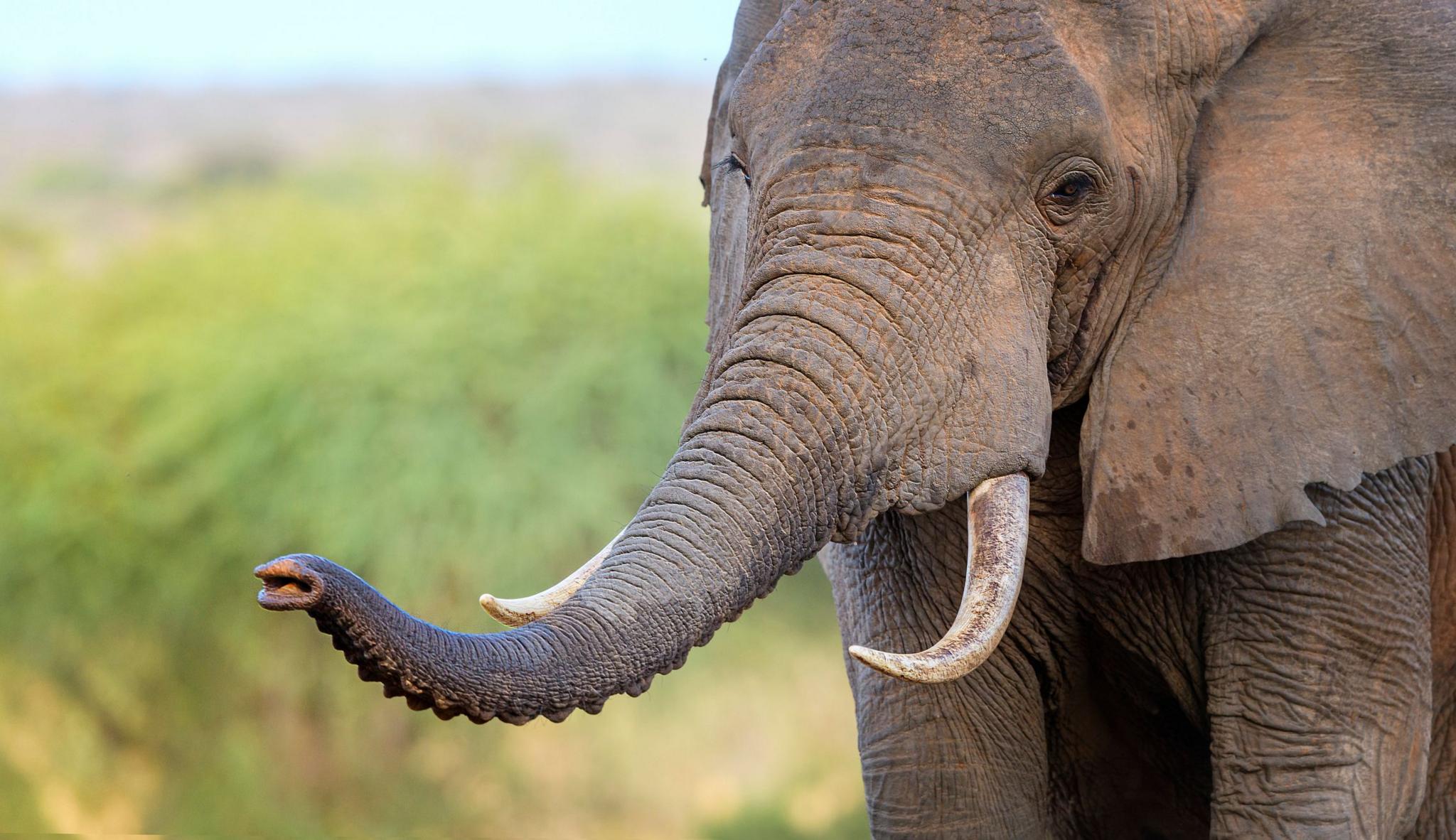 Elephant up close