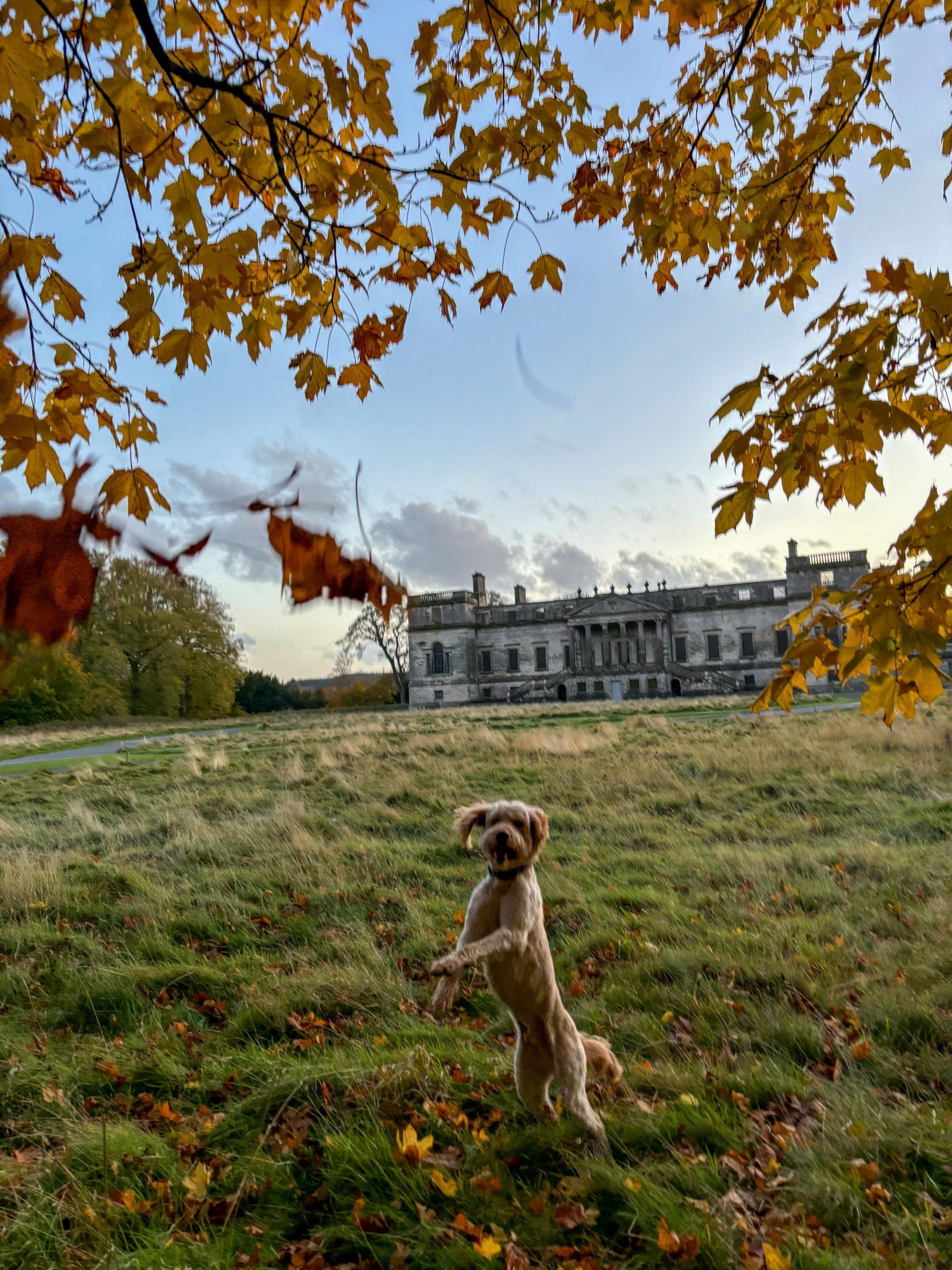 A dog on his hind legs surrounded by autumn leaves