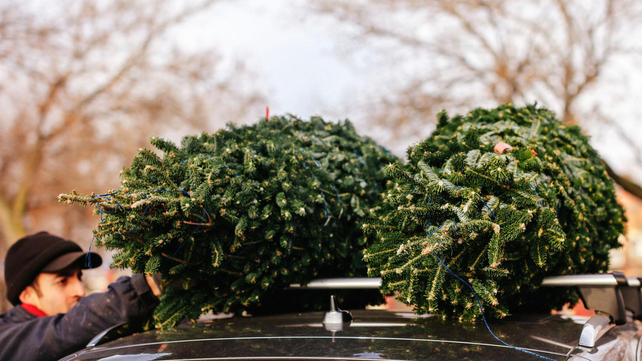 A man ties two Christmas trees to the roof of a car.