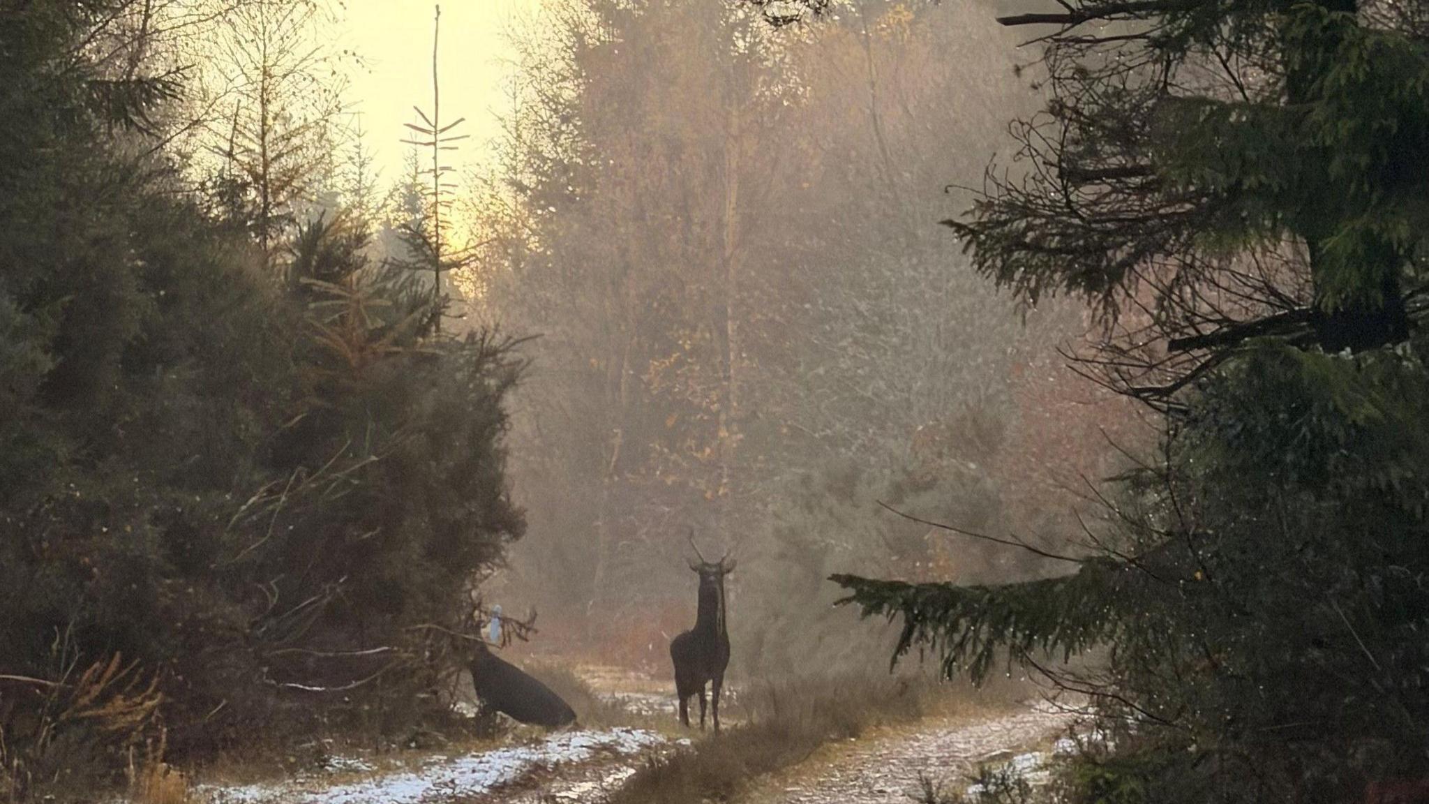 Two deer stand on a frosty woodland trail surrounded by evergreen trees.