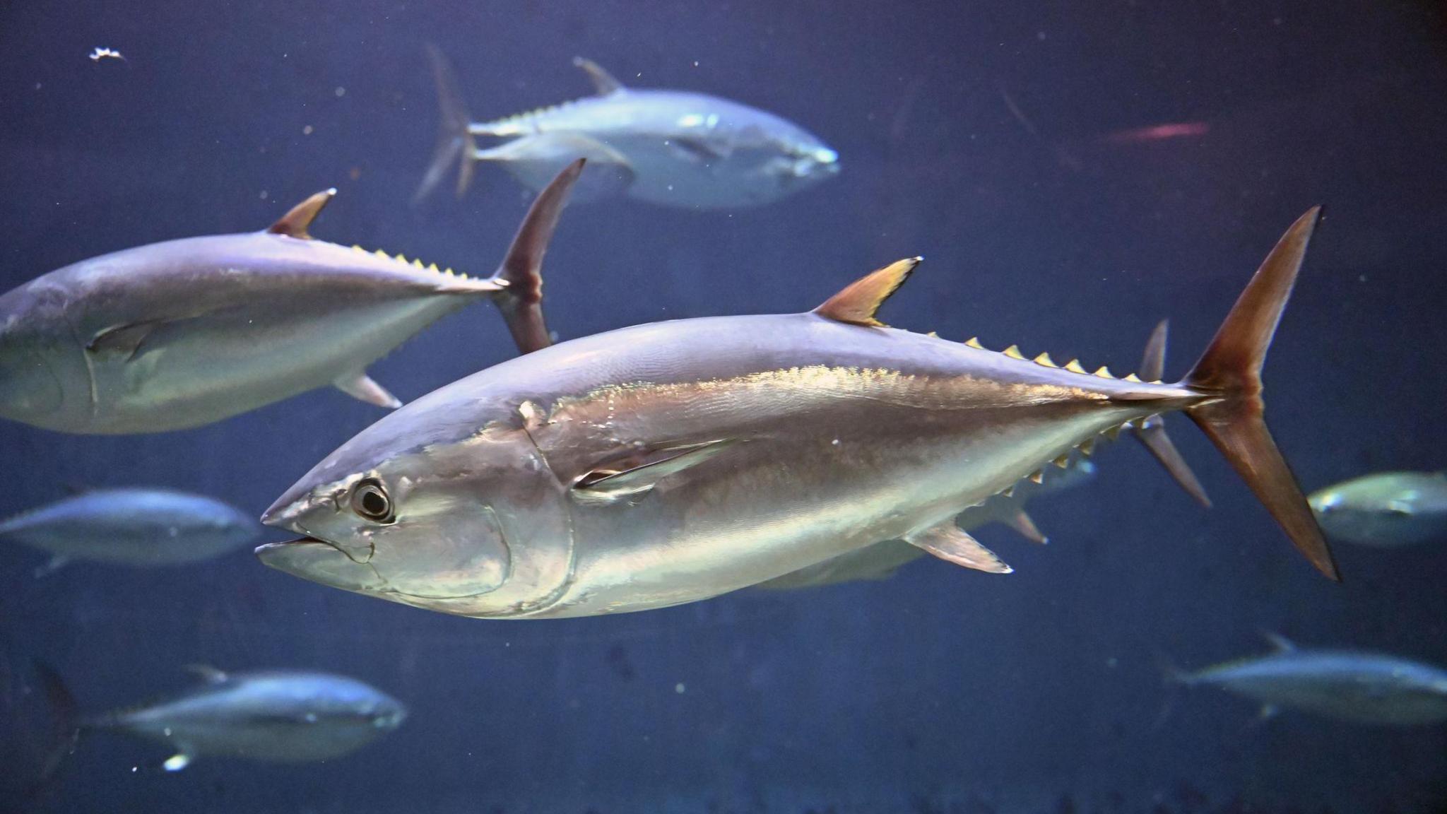 bluefin tuna in an aquarium in Japan.