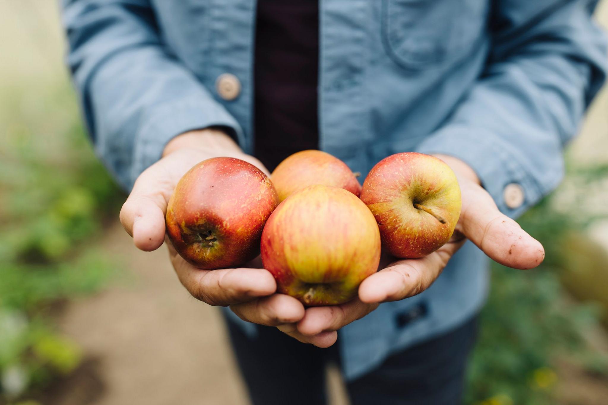 Four red apples in the hands of an apple farmer in a blue shirt