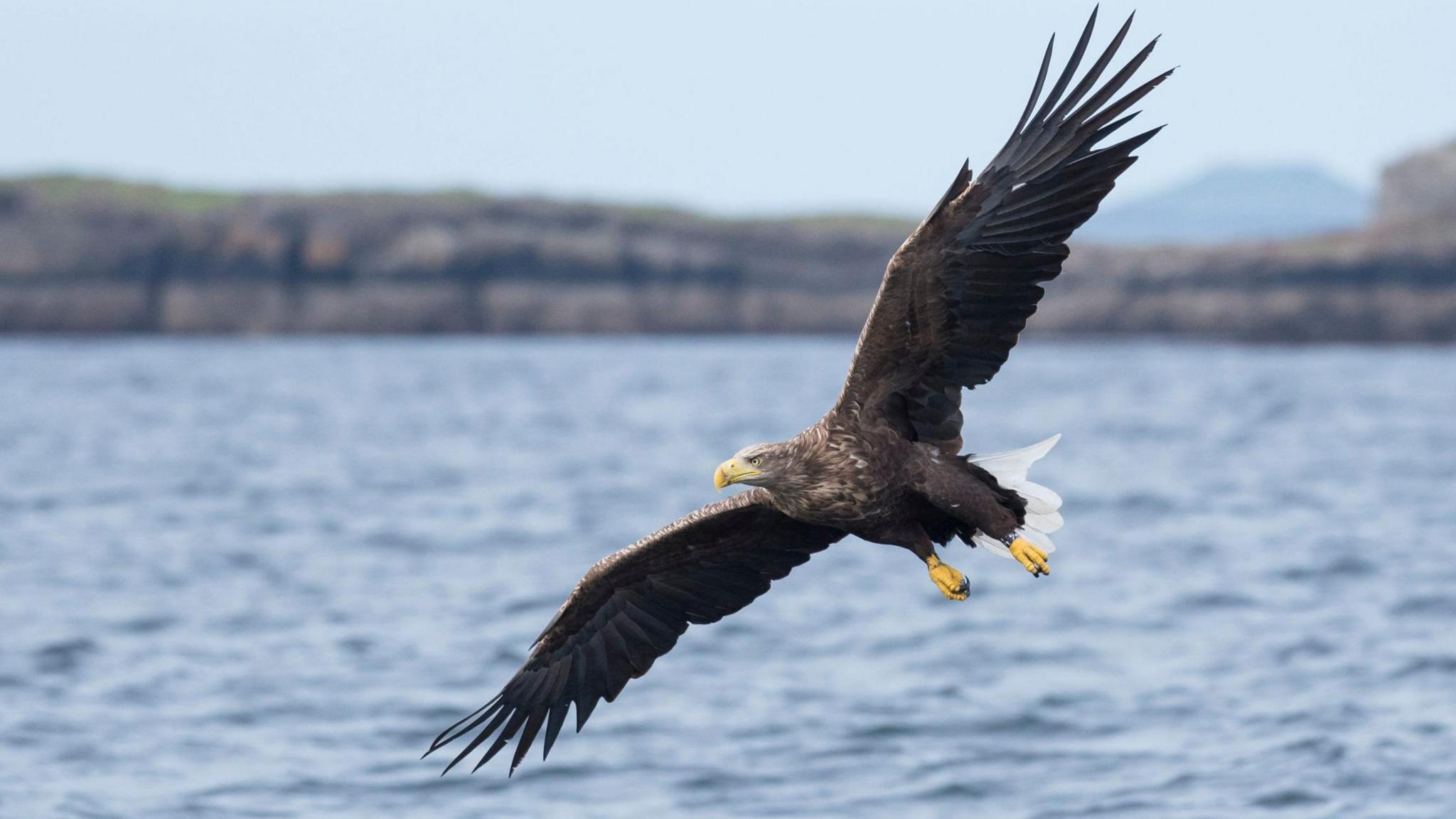 A white-tailed eagle flying over water. It has a long wingspan with grey, brown, white and black feathers. A white tail, yellow beak and talons with a grey/brown face. 