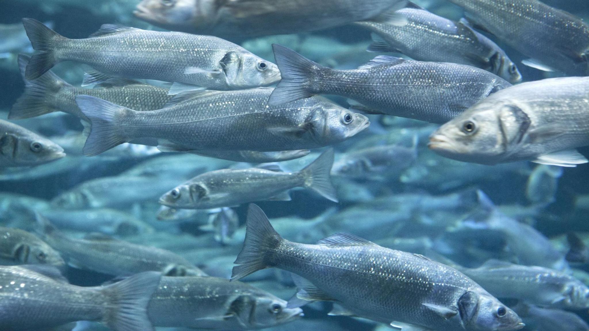 a shoal of sea bass
